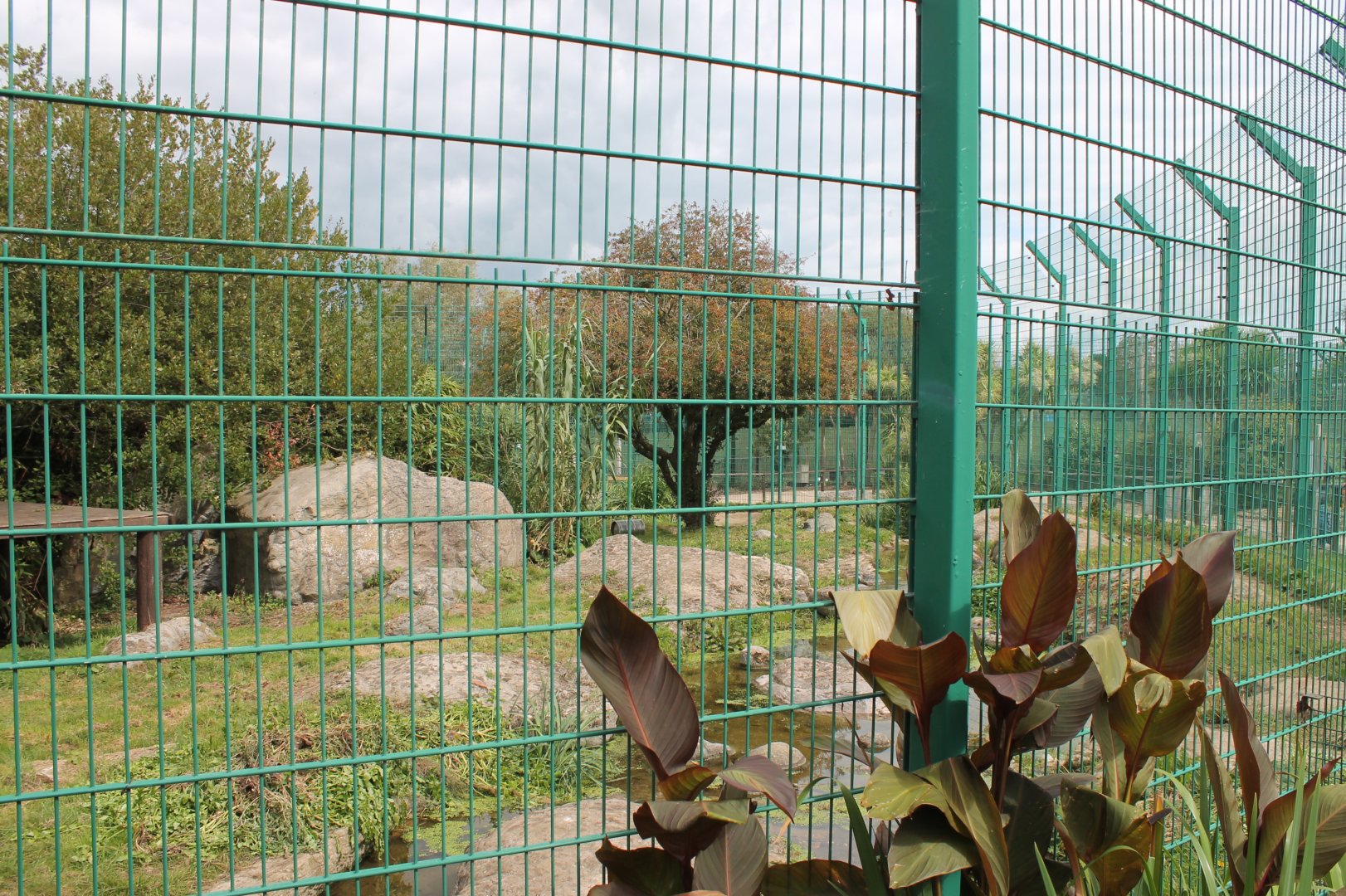Tiger Enclosure