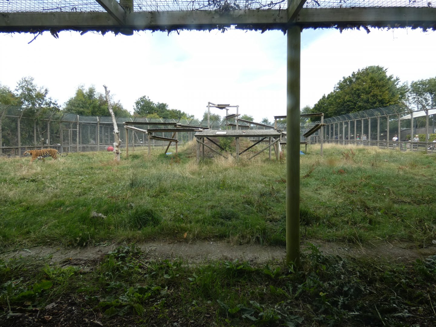 Tiger enclosure