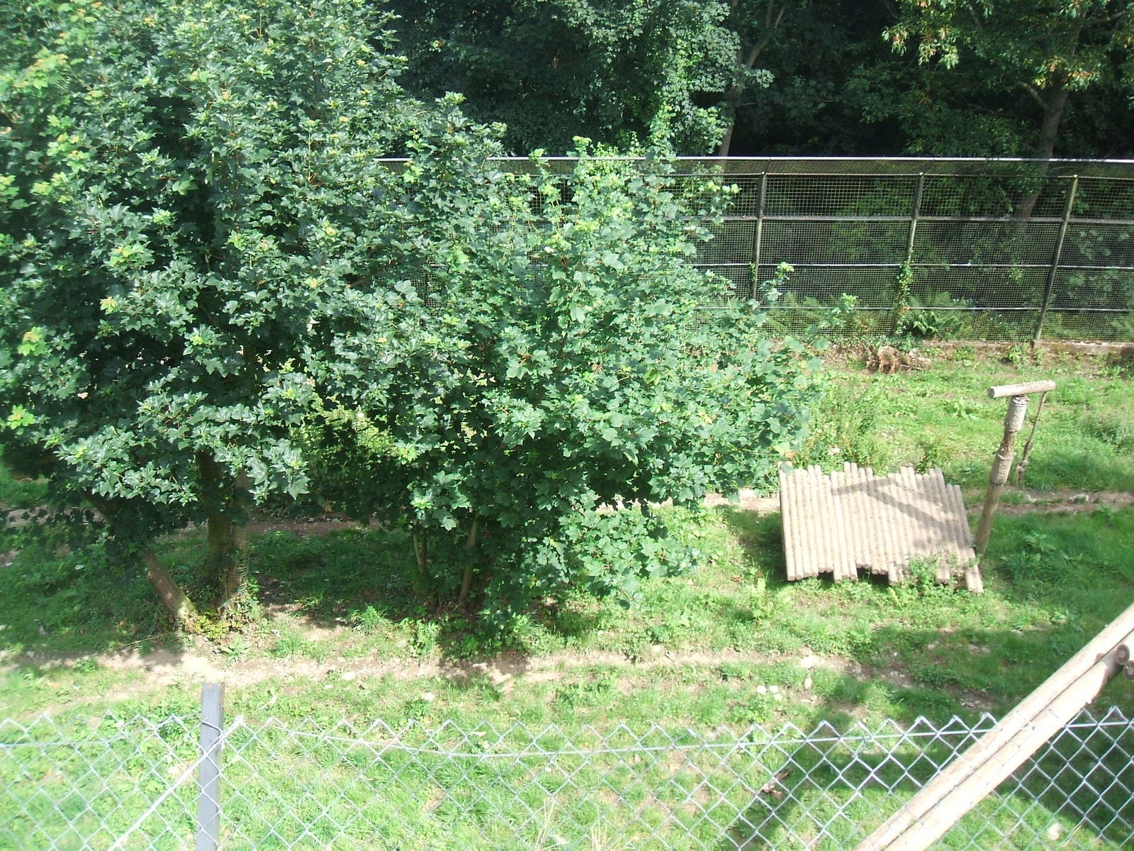 Tiger enclosure