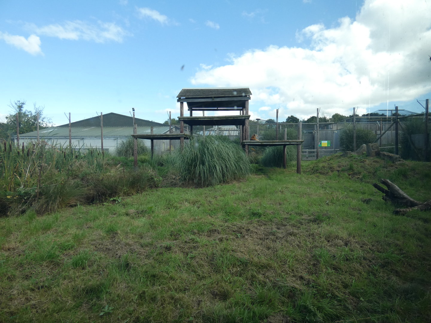 Tiger enclosure