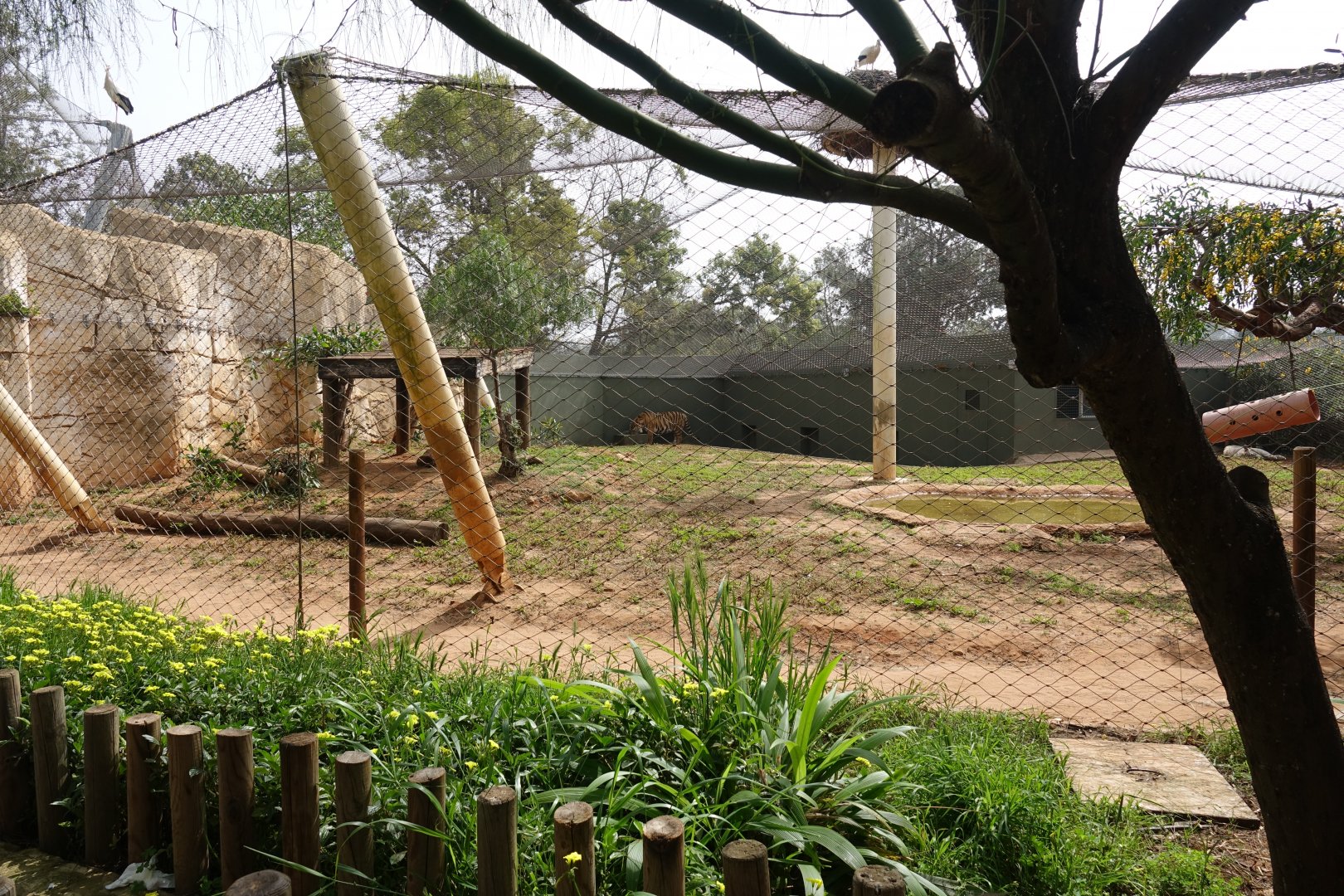 Tiger Enclosure