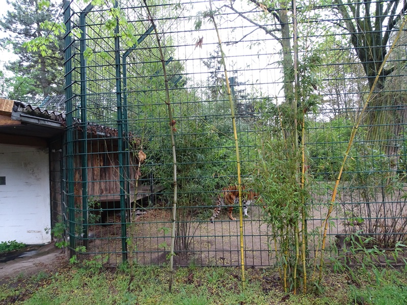 Tiger enclosure