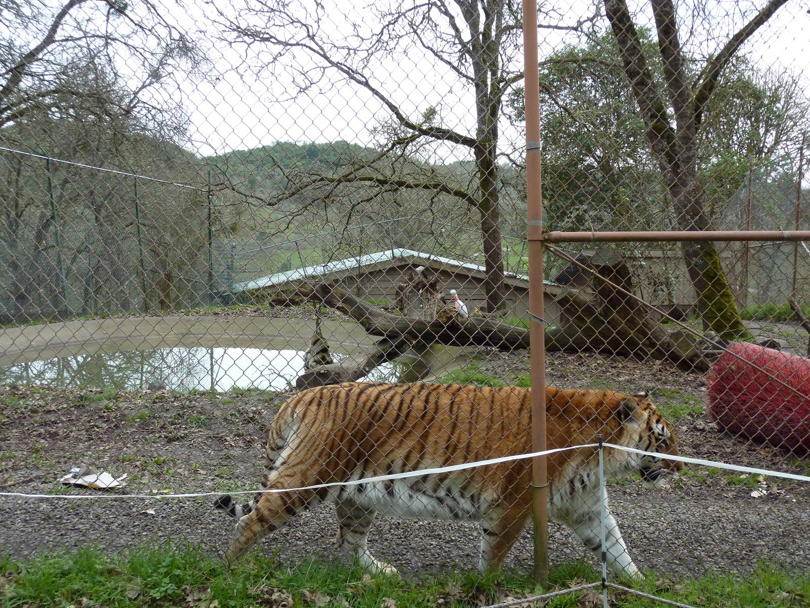 Tiger Enclosure
