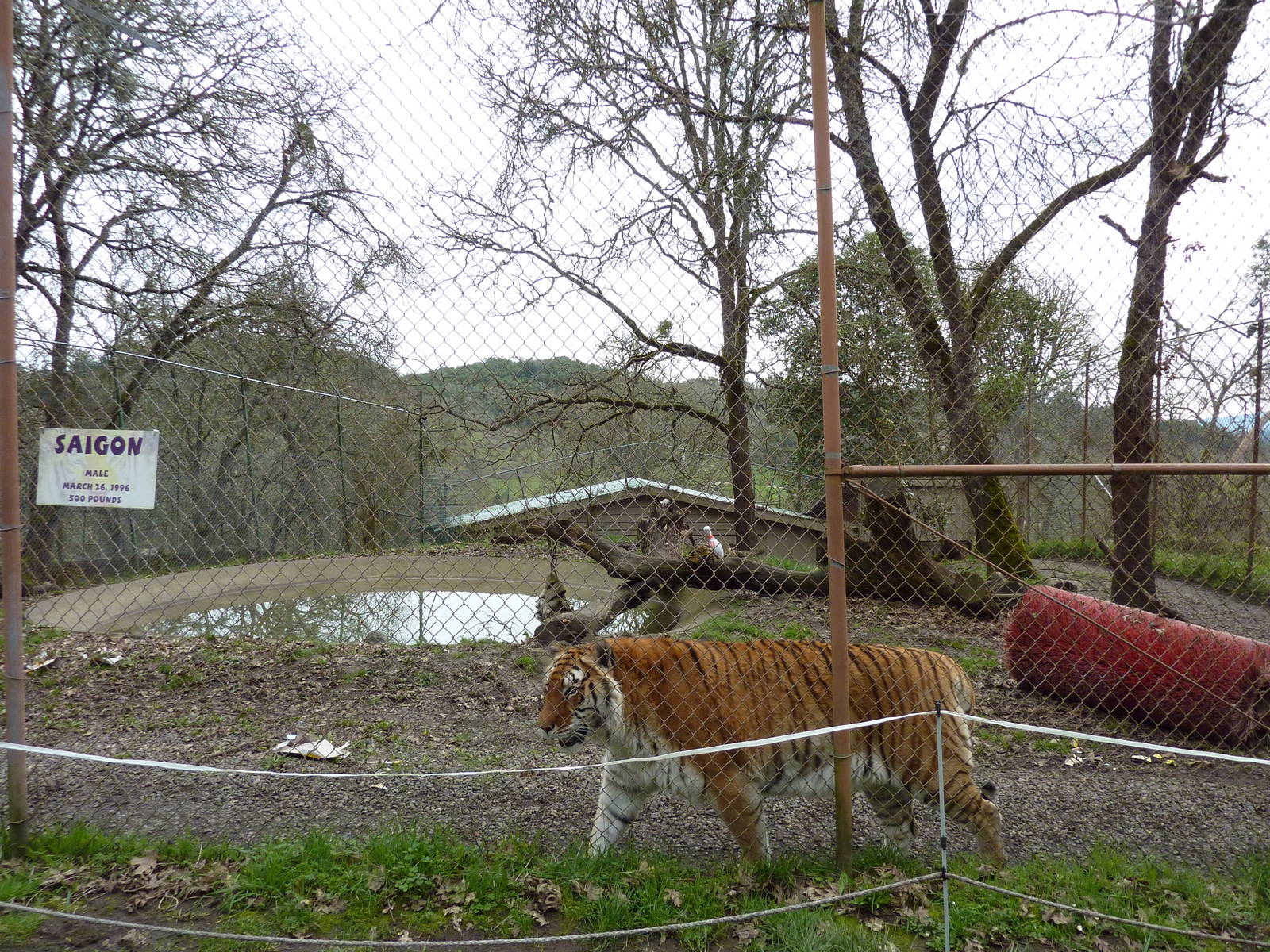 Tiger Enclosure