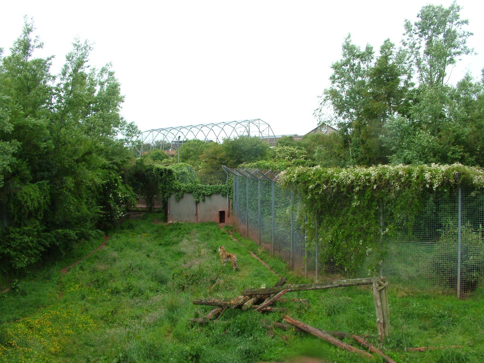 Tiger enclosures at South Lakes WAP 2008