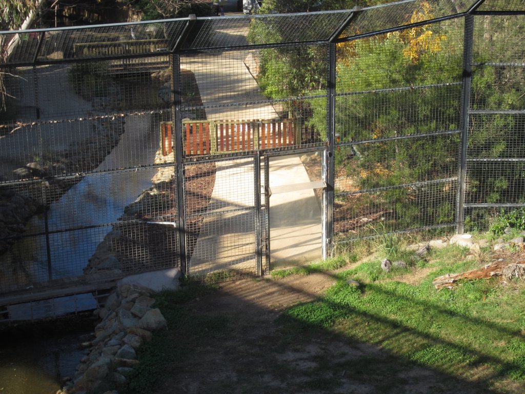 Tiger encounter feeding area