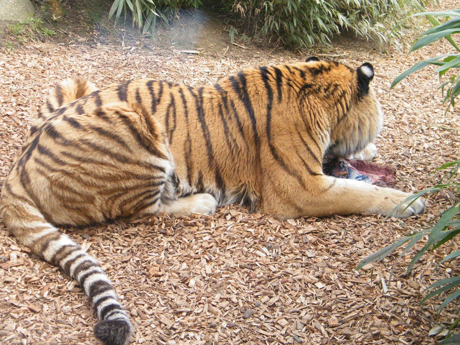 Tiger encounter