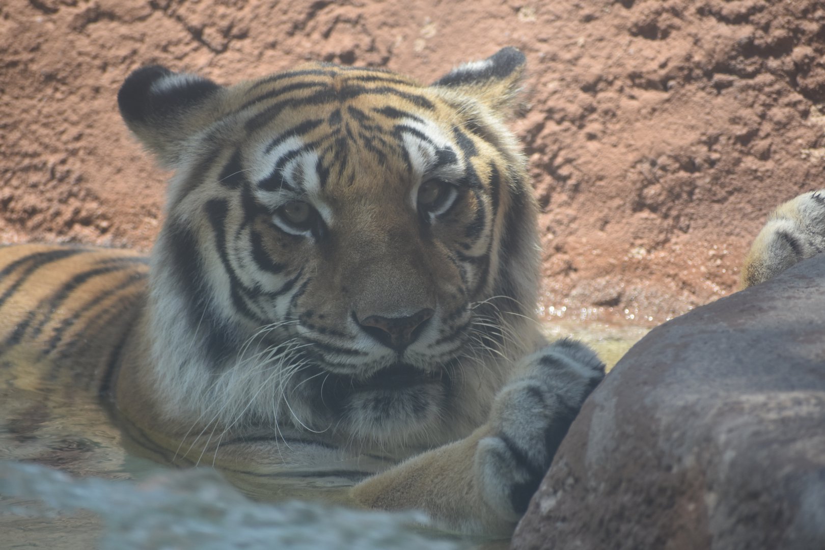 Tiger enjoying the pool