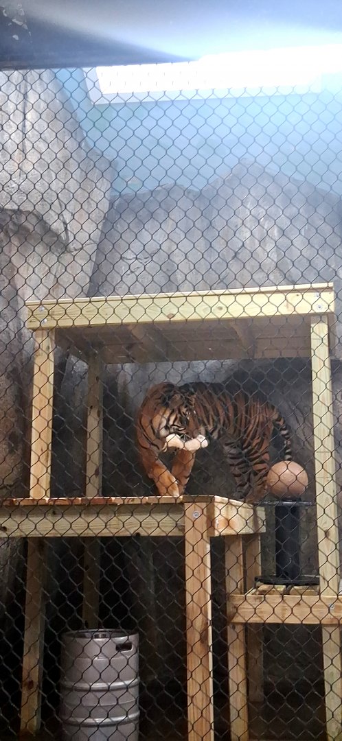 Tiger enjoys his lunch