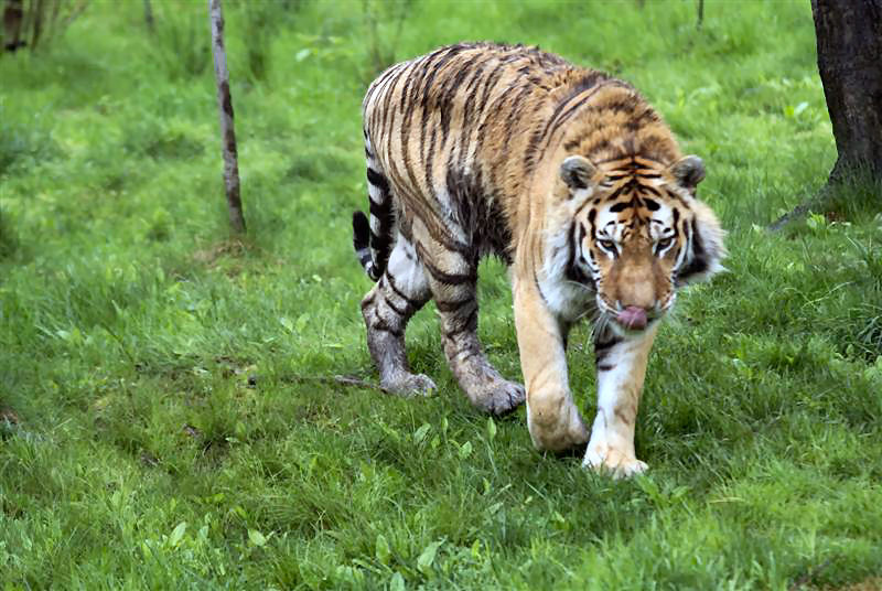 Tiger enrichment May 2009