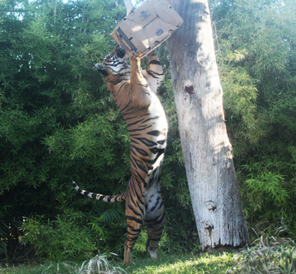 tiger enrichment