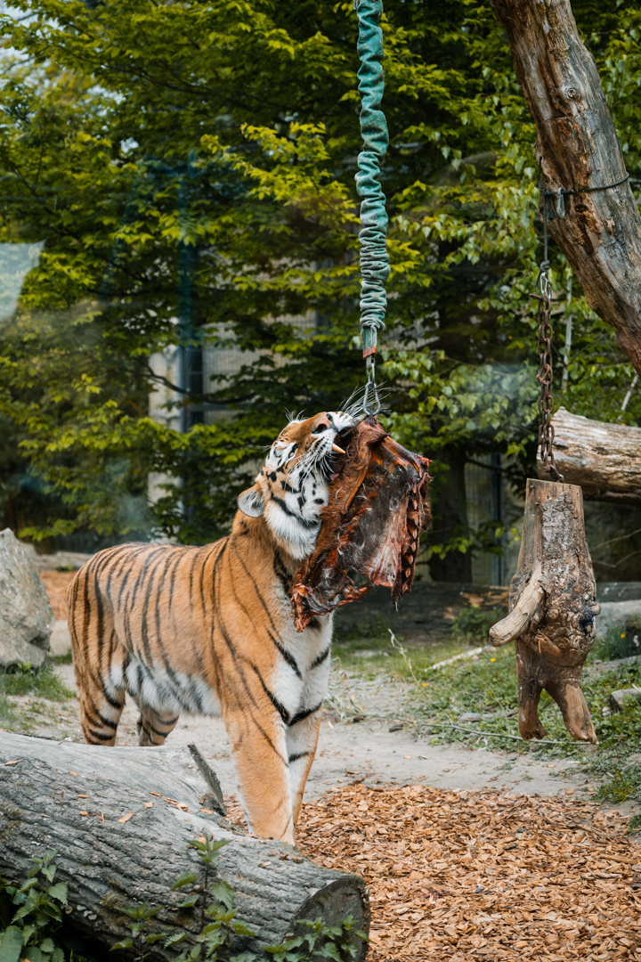Tiger enrichment
