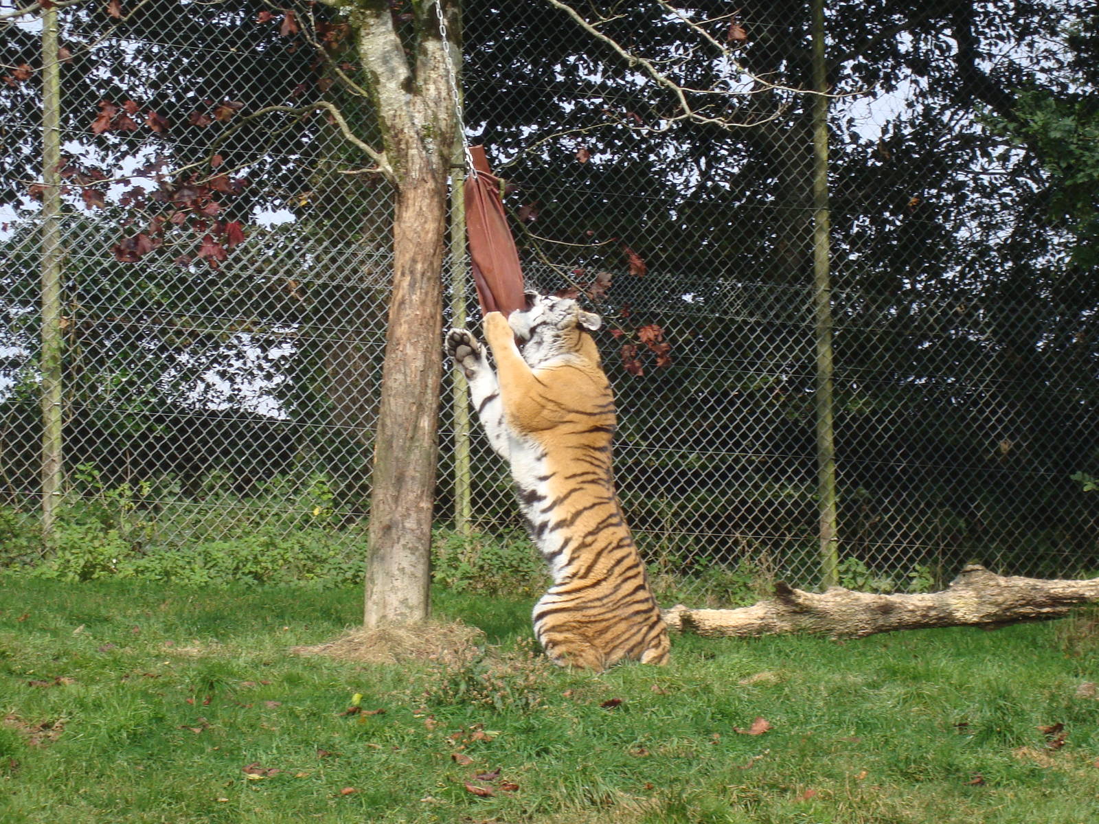 Tiger enrichment