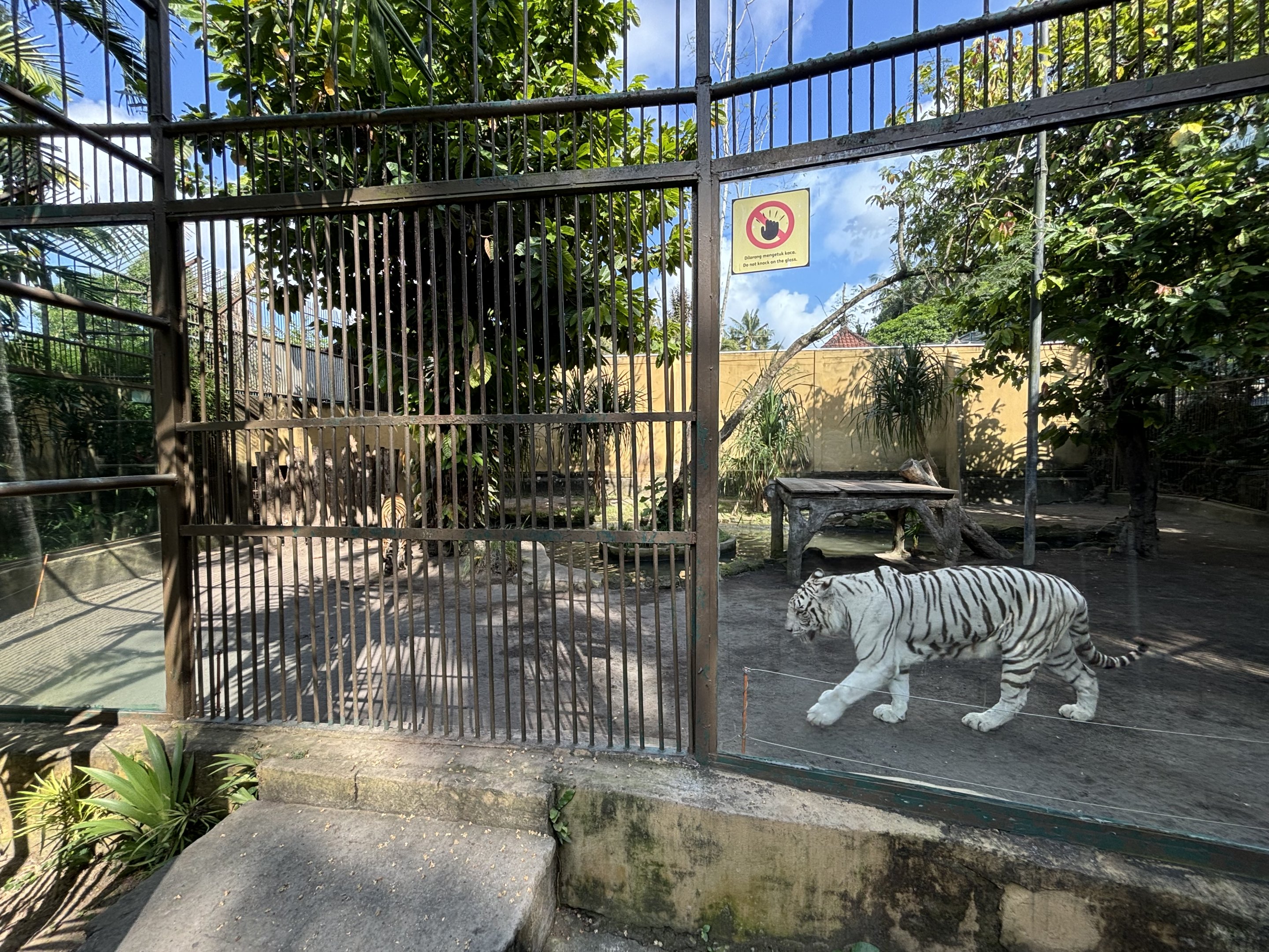 Tiger Exhibit #1 - Bengal