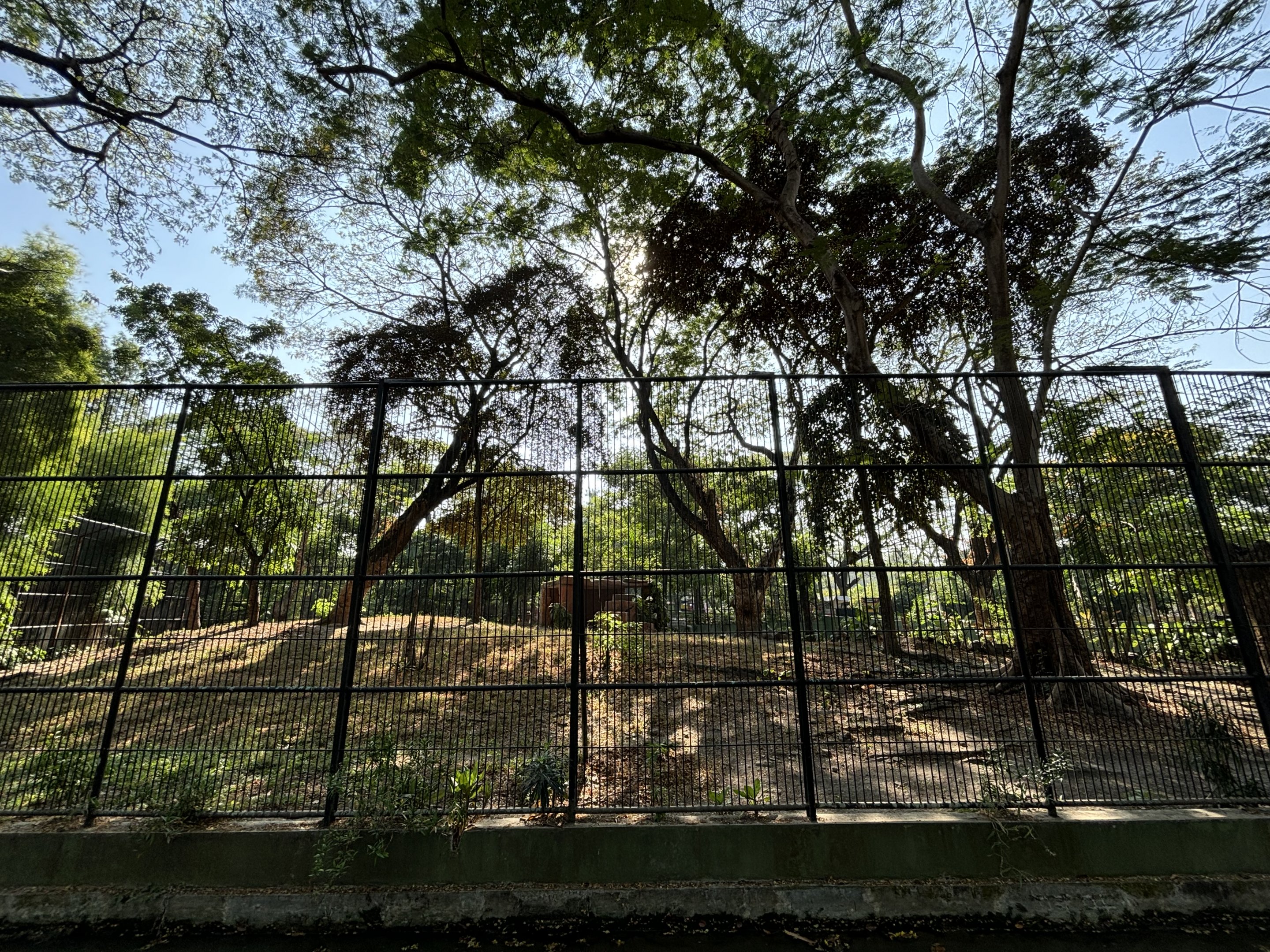 Tiger Exhibit #1 - Bengal