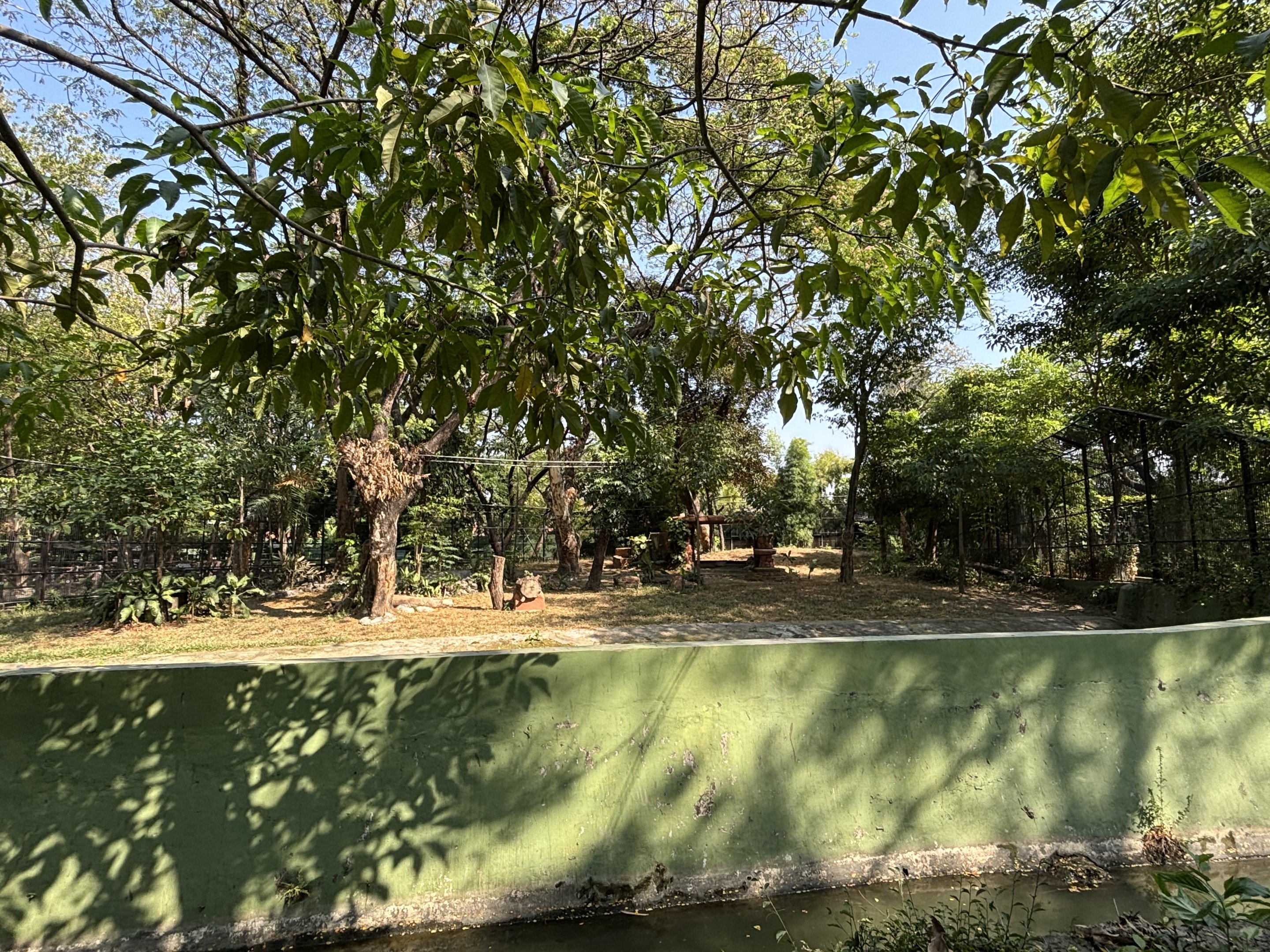 Tiger Exhibit #1 - Bengal