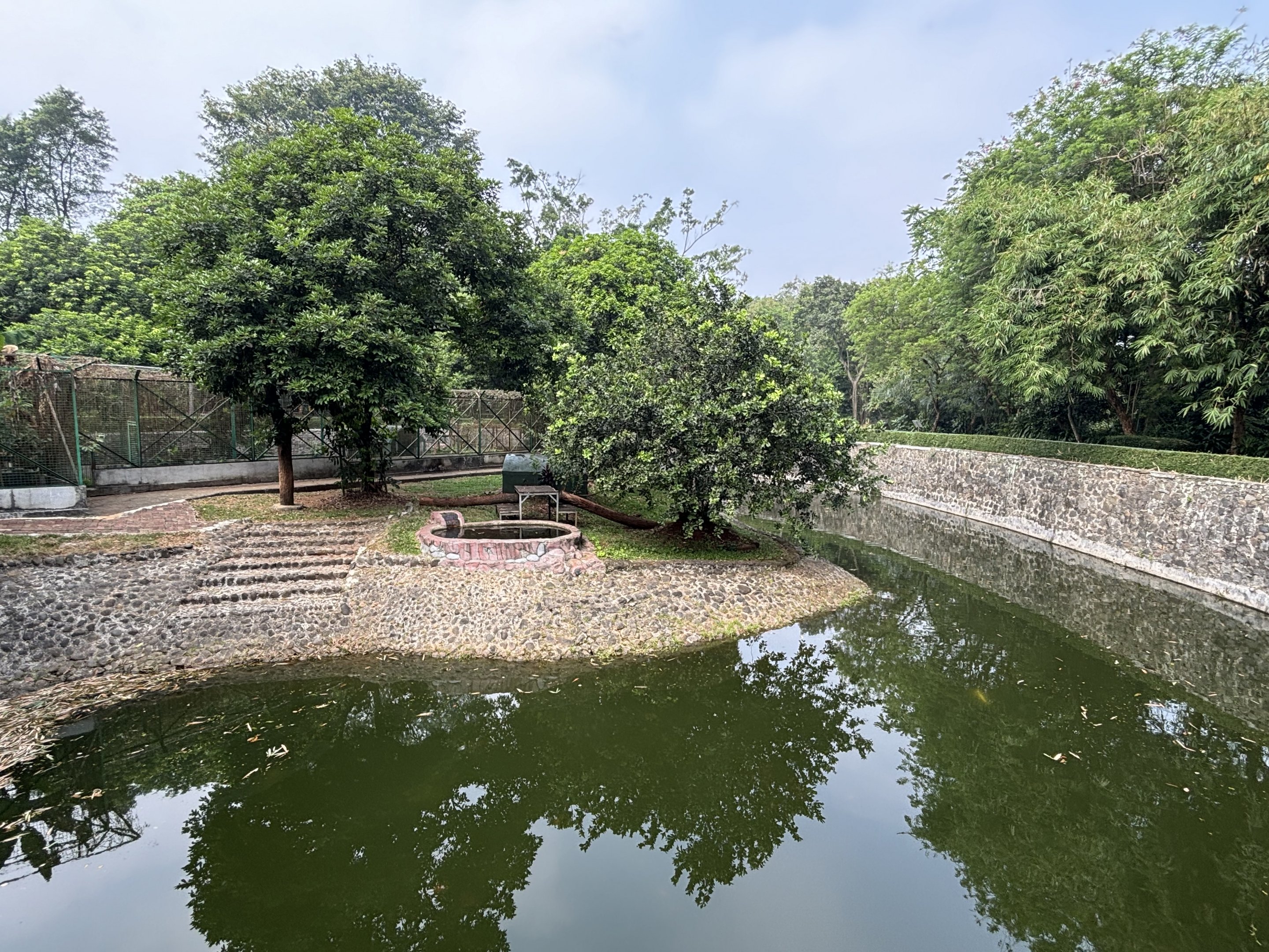 Tiger Exhibit #1 - Bengal