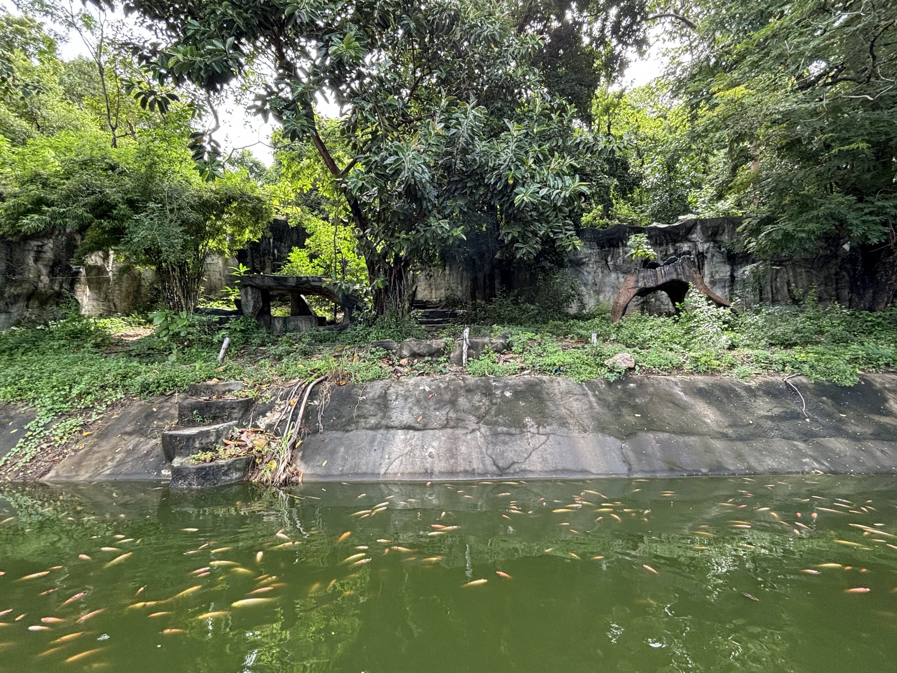 Tiger Exhibit #1 - Indochinese