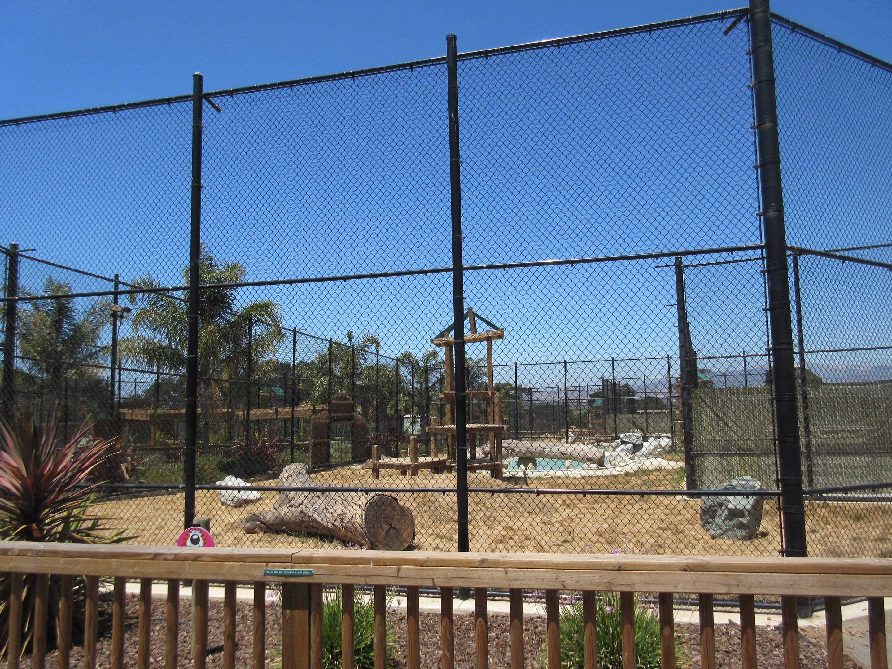 Tiger Exhibit #1 (New in 2015)