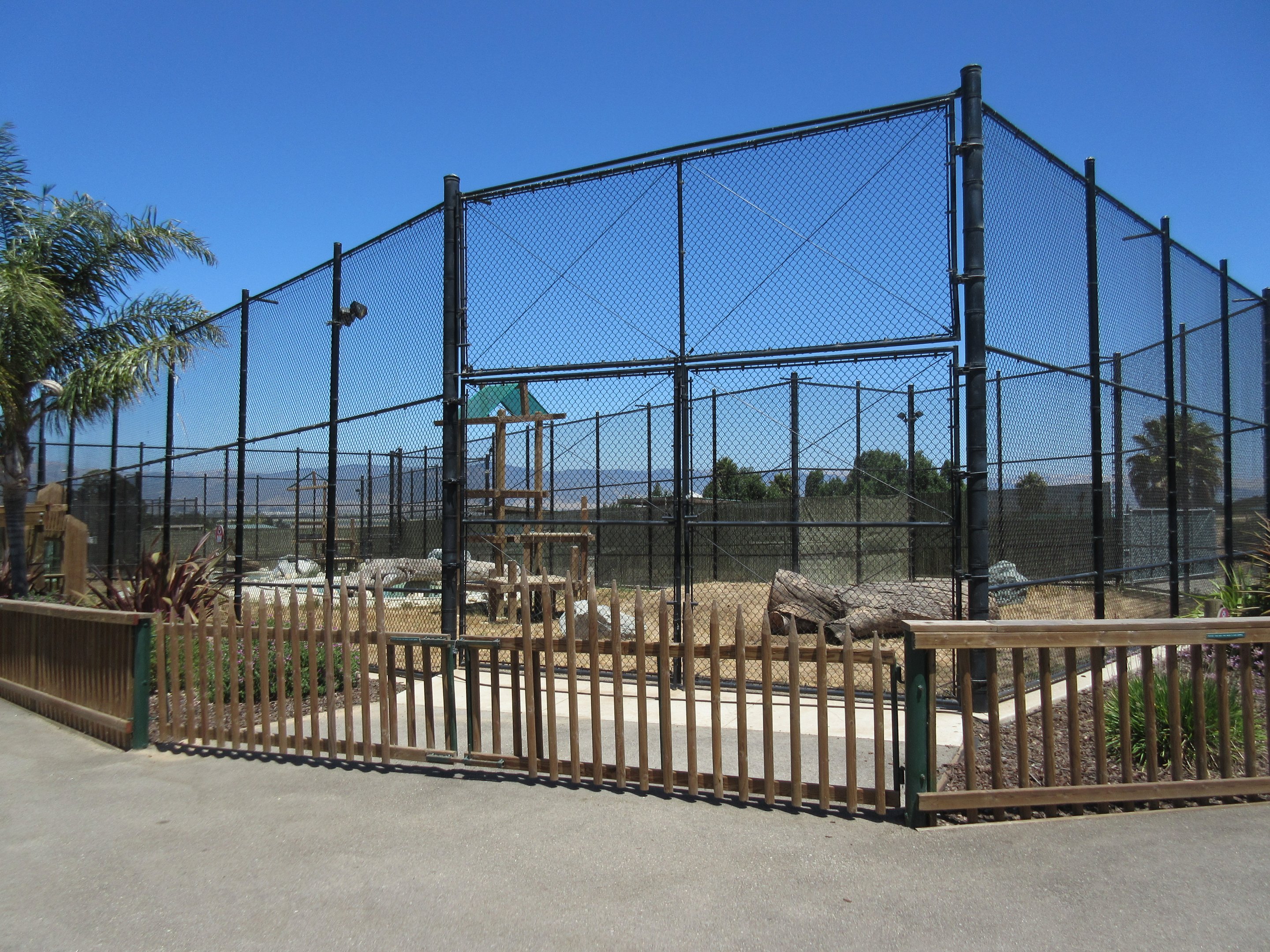 Tiger Exhibit #1 (New in 2015)