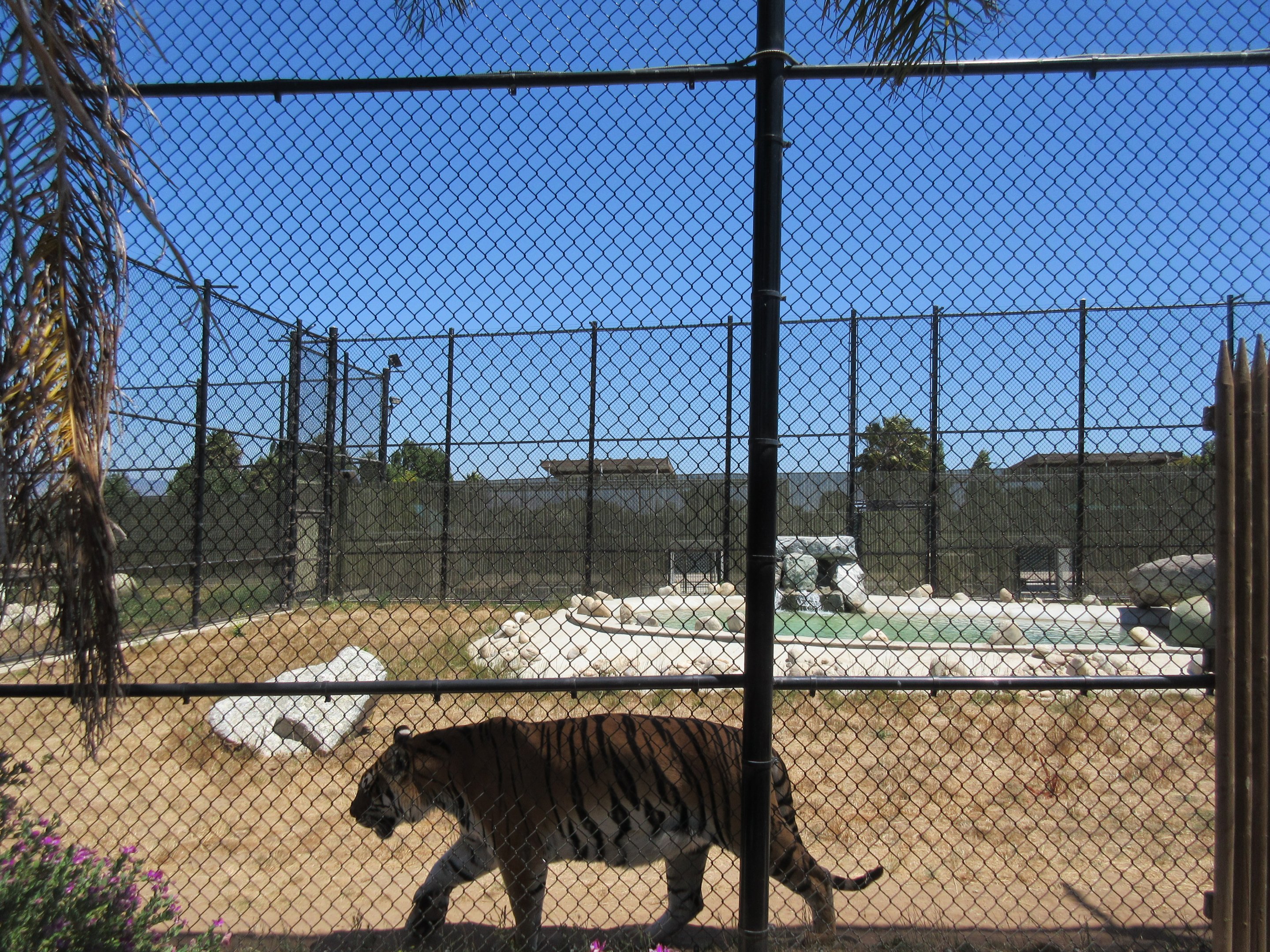Tiger Exhibit #1 (New in 2015)
