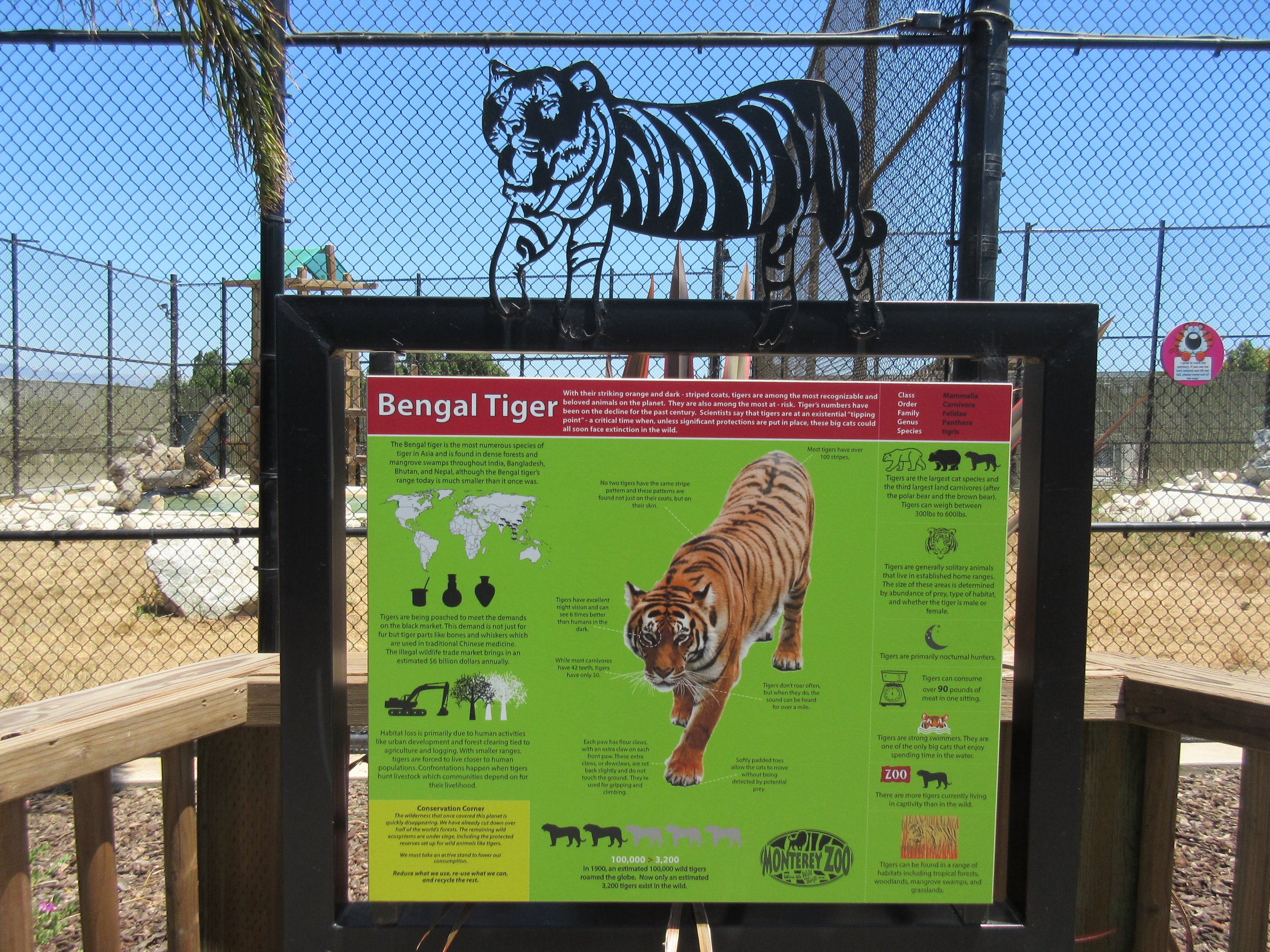 Tiger Exhibit #1 (New in 2015)