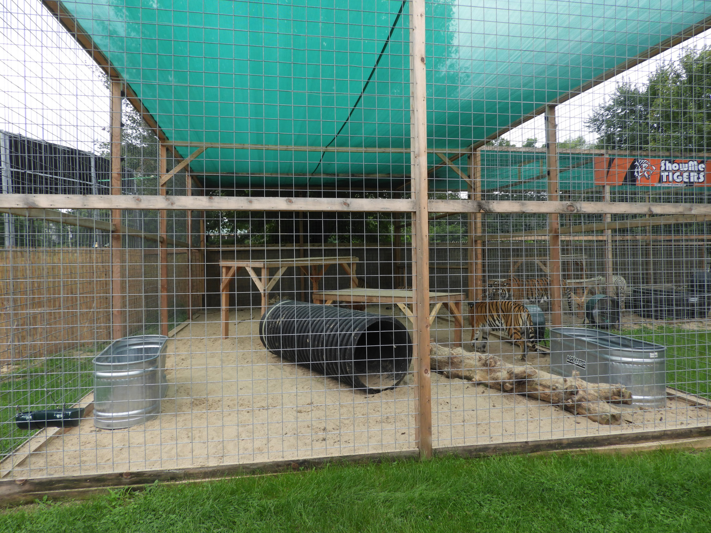 Tiger exhibit #1 (New in 2018) - Show Me Tigers - Circus World Museum