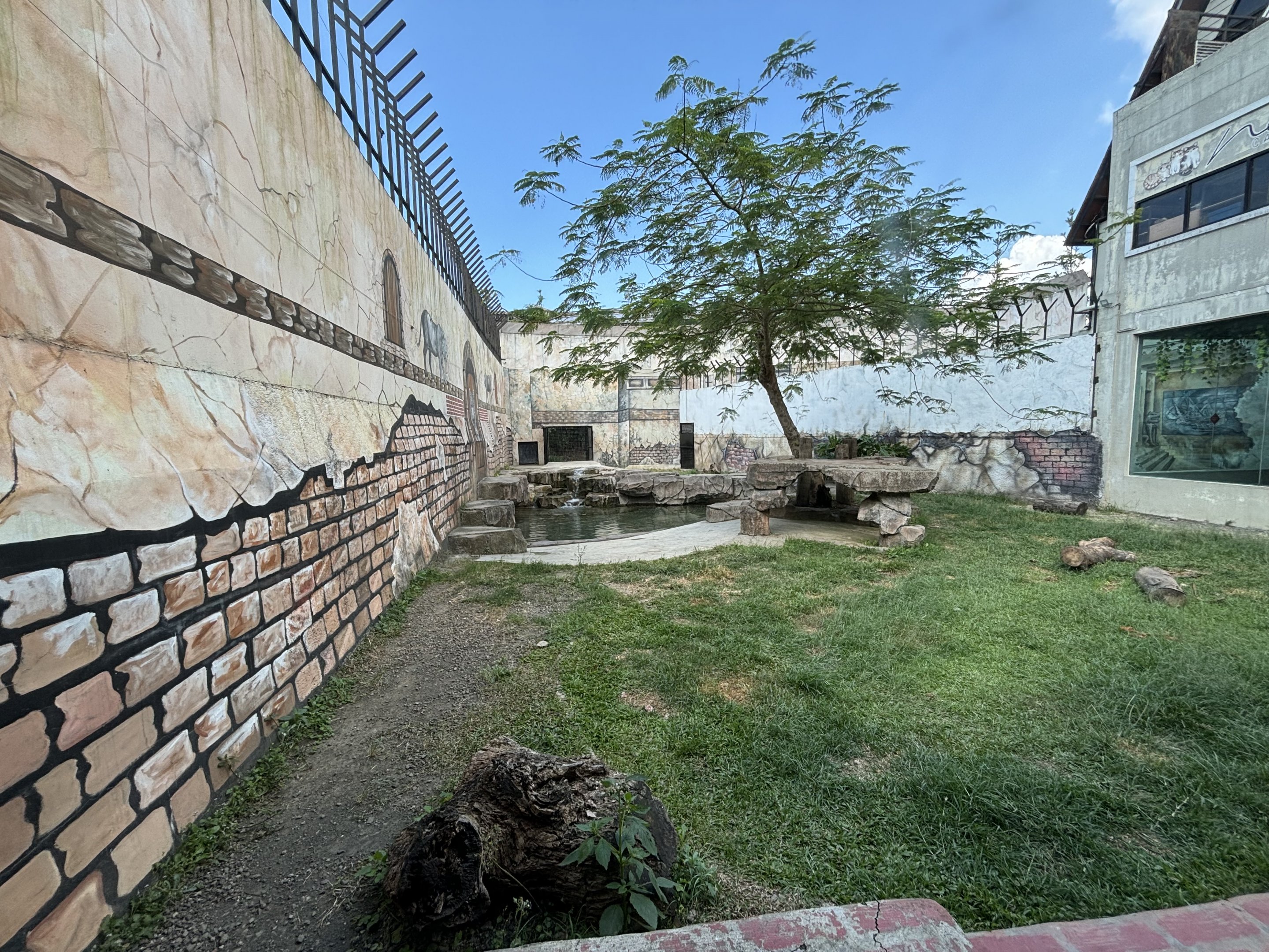 Tiger Exhibit #1 - White Tiger