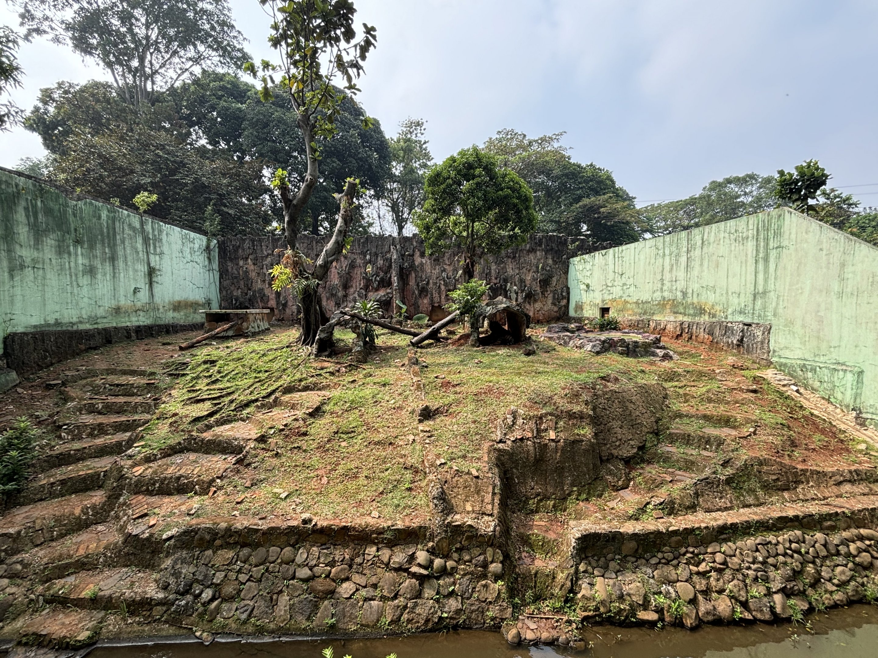 Tiger Exhibit #10 - Sumatran