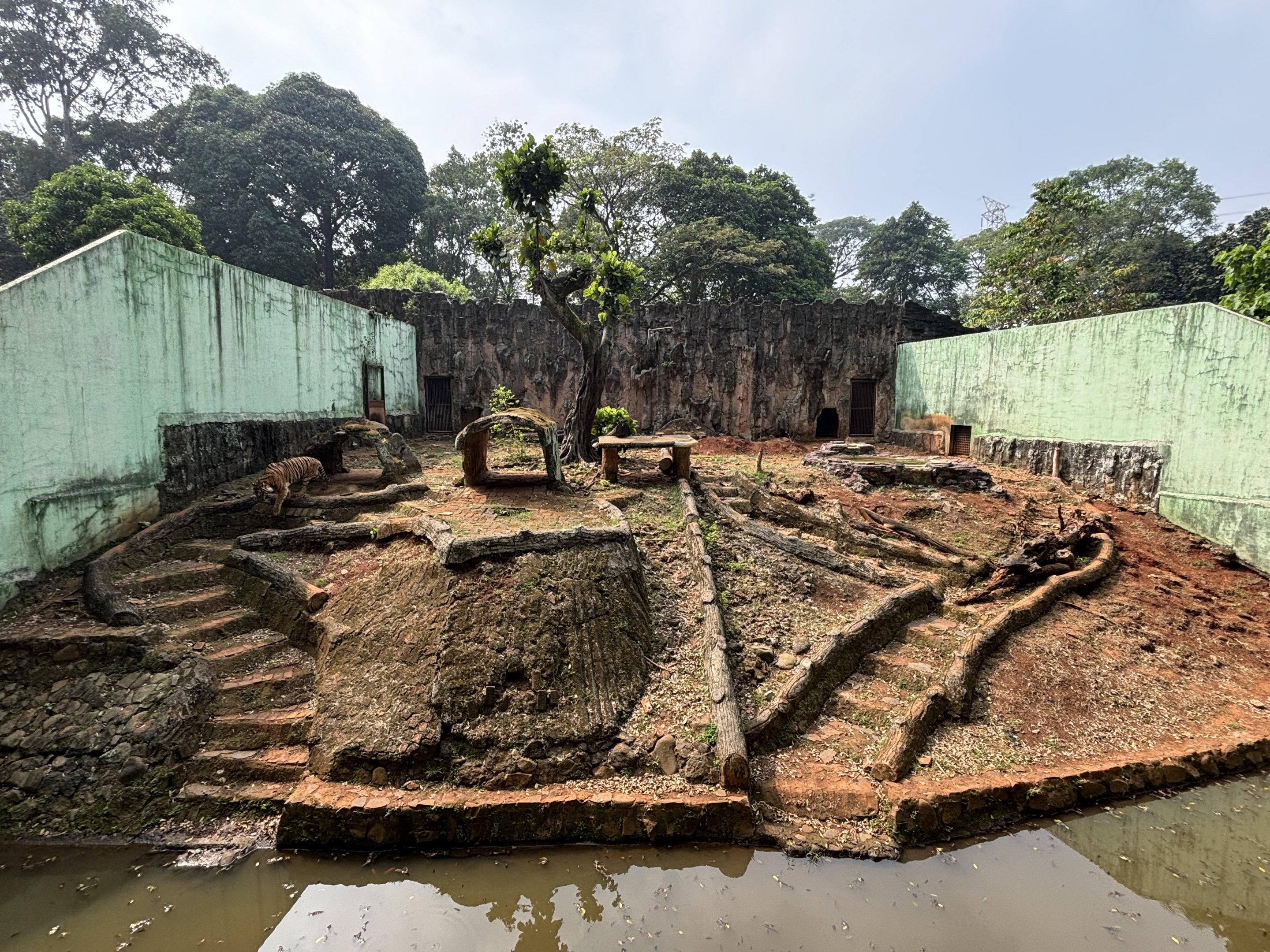 Tiger Exhibit #11 - Sumatran