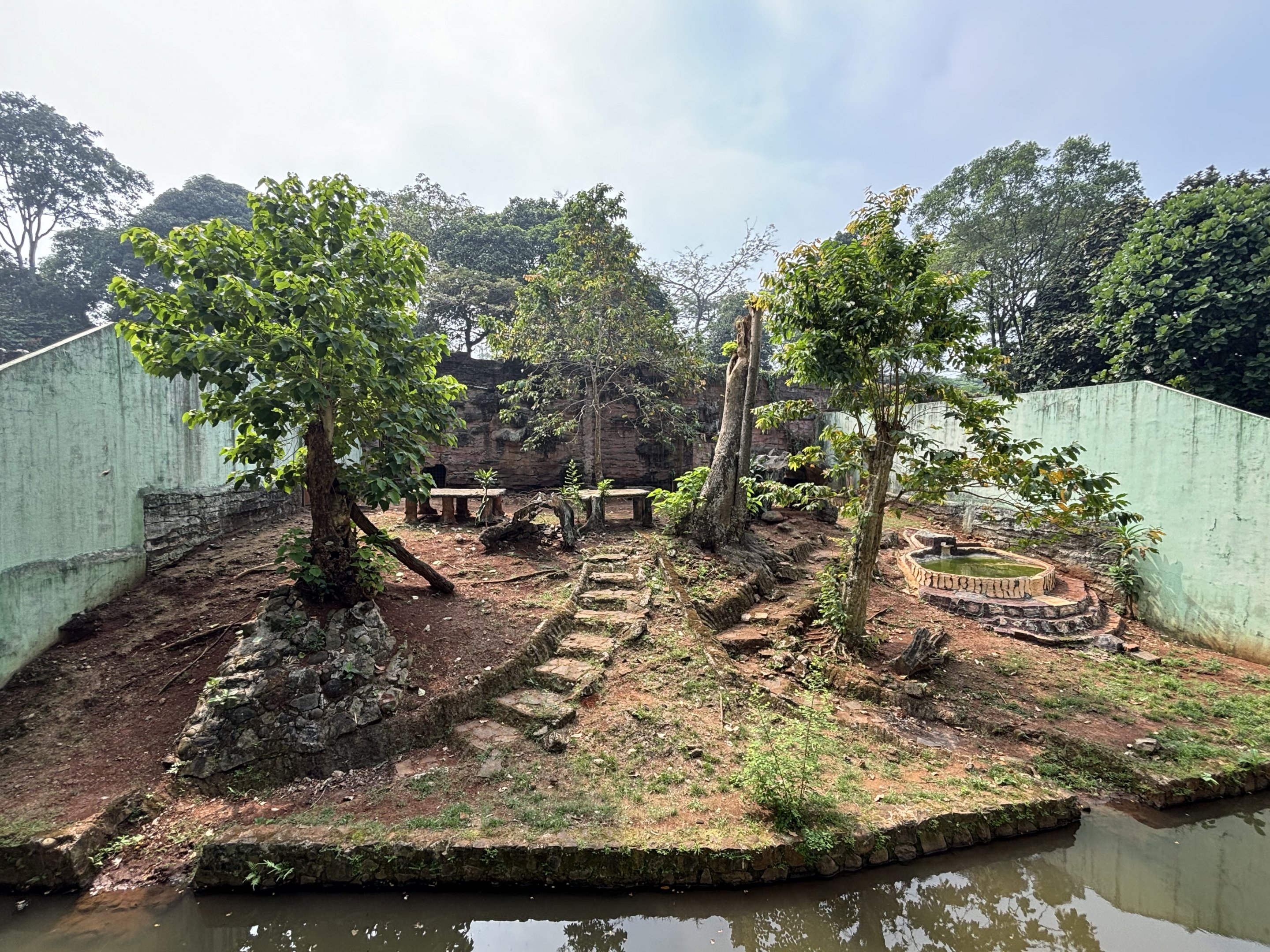 Tiger Exhibit #12 - Sumatran