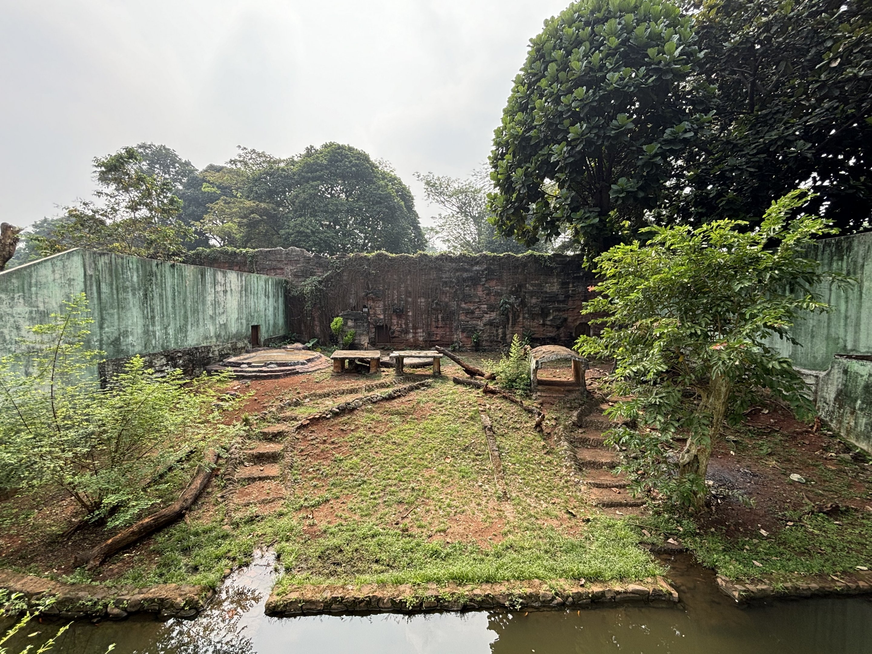 Tiger Exhibit #13 - Sumatran
