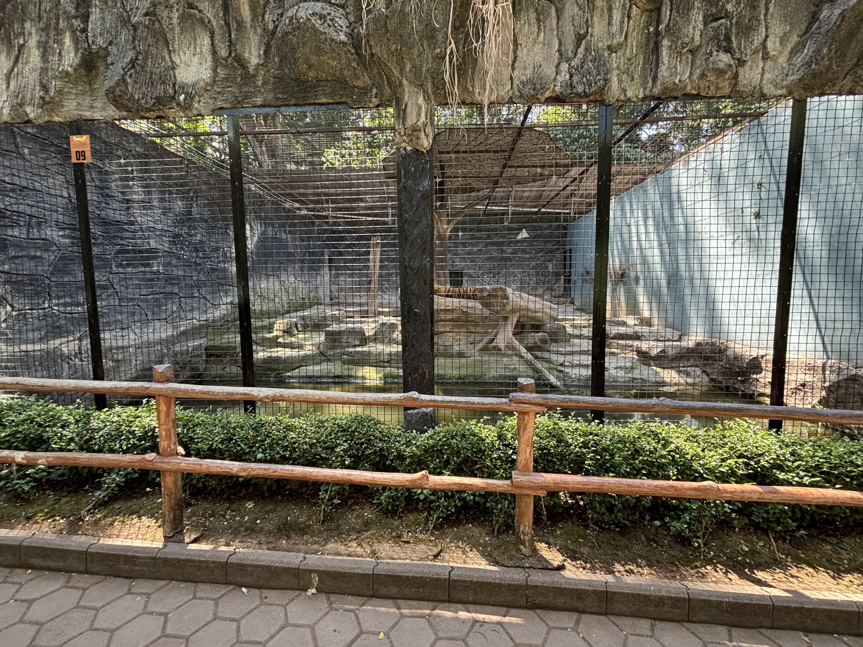 Tiger Exhibit #2 - Bengal