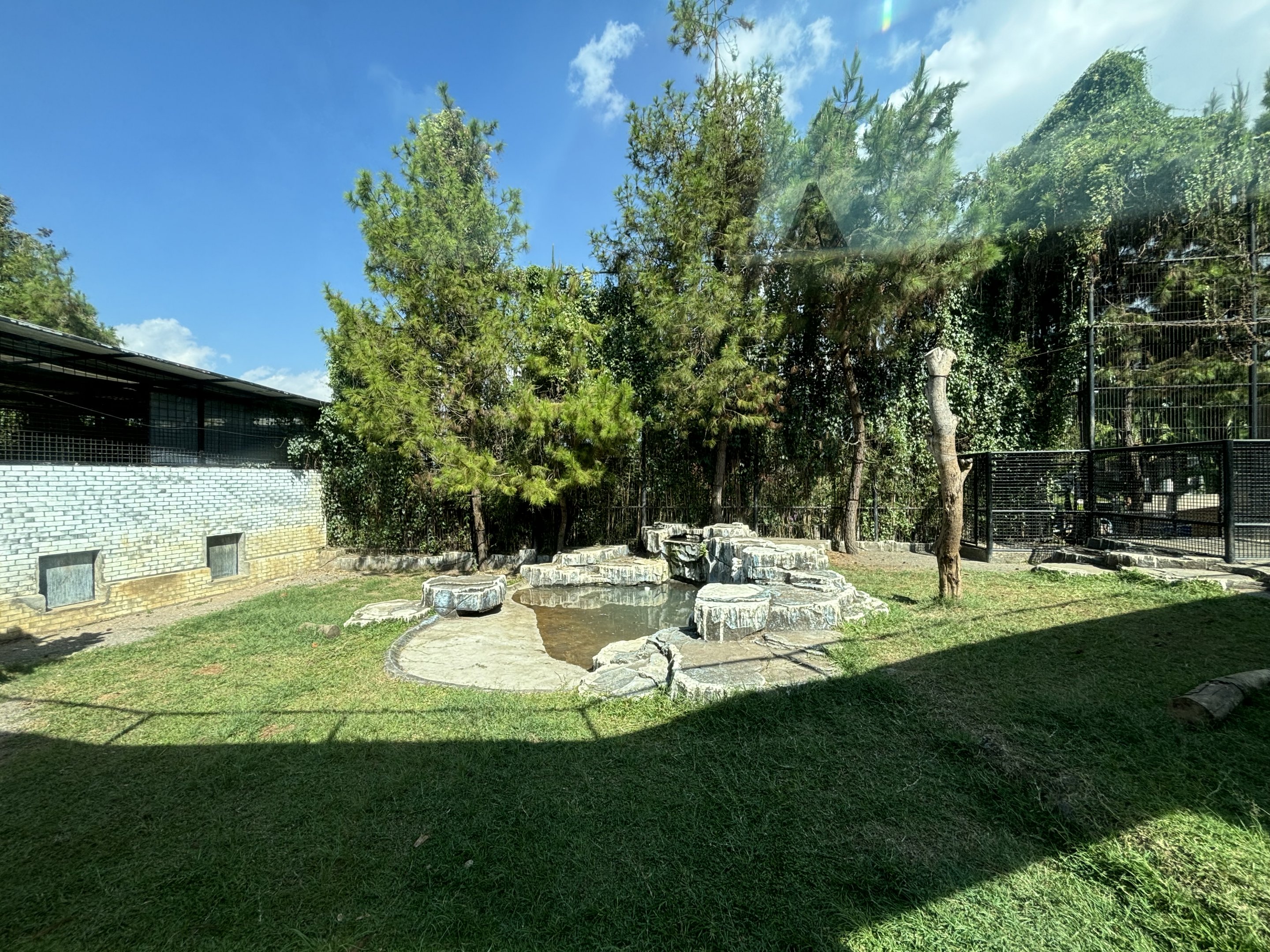 Tiger Exhibit #2 - Bengal