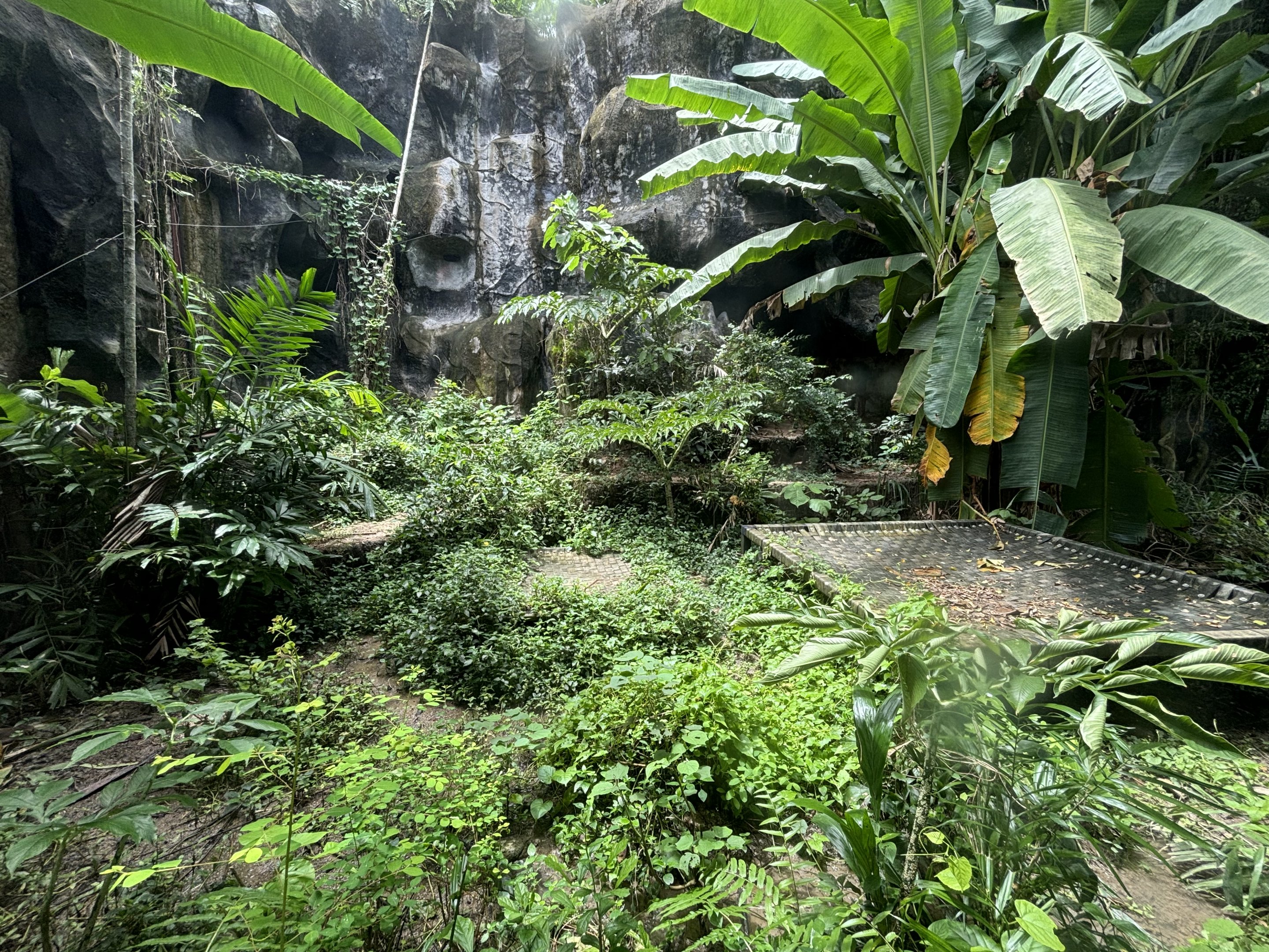 Tiger Exhibit #2 - Indochinese