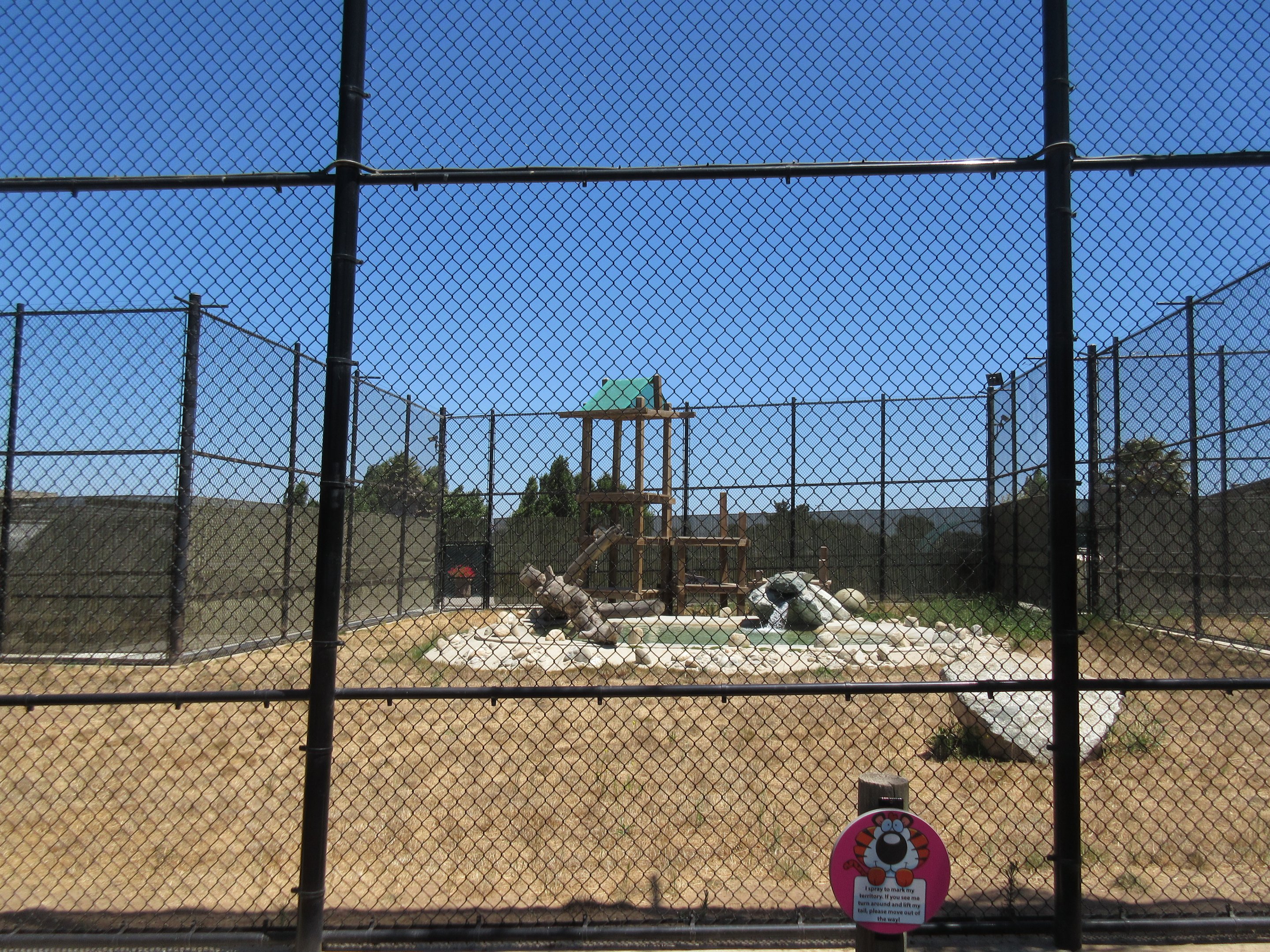 Tiger Exhibit #2 (New in 2015)