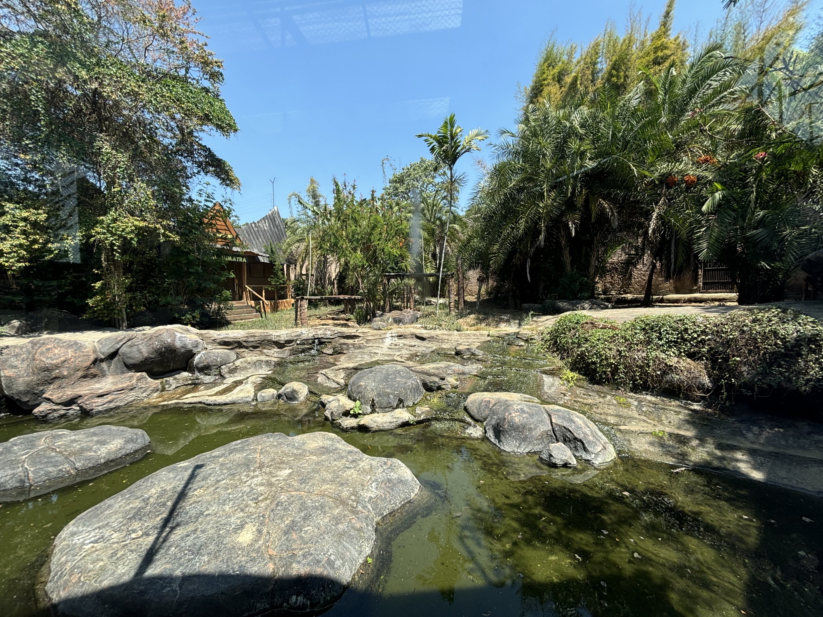 Tiger Exhibit #2 - Sumatran