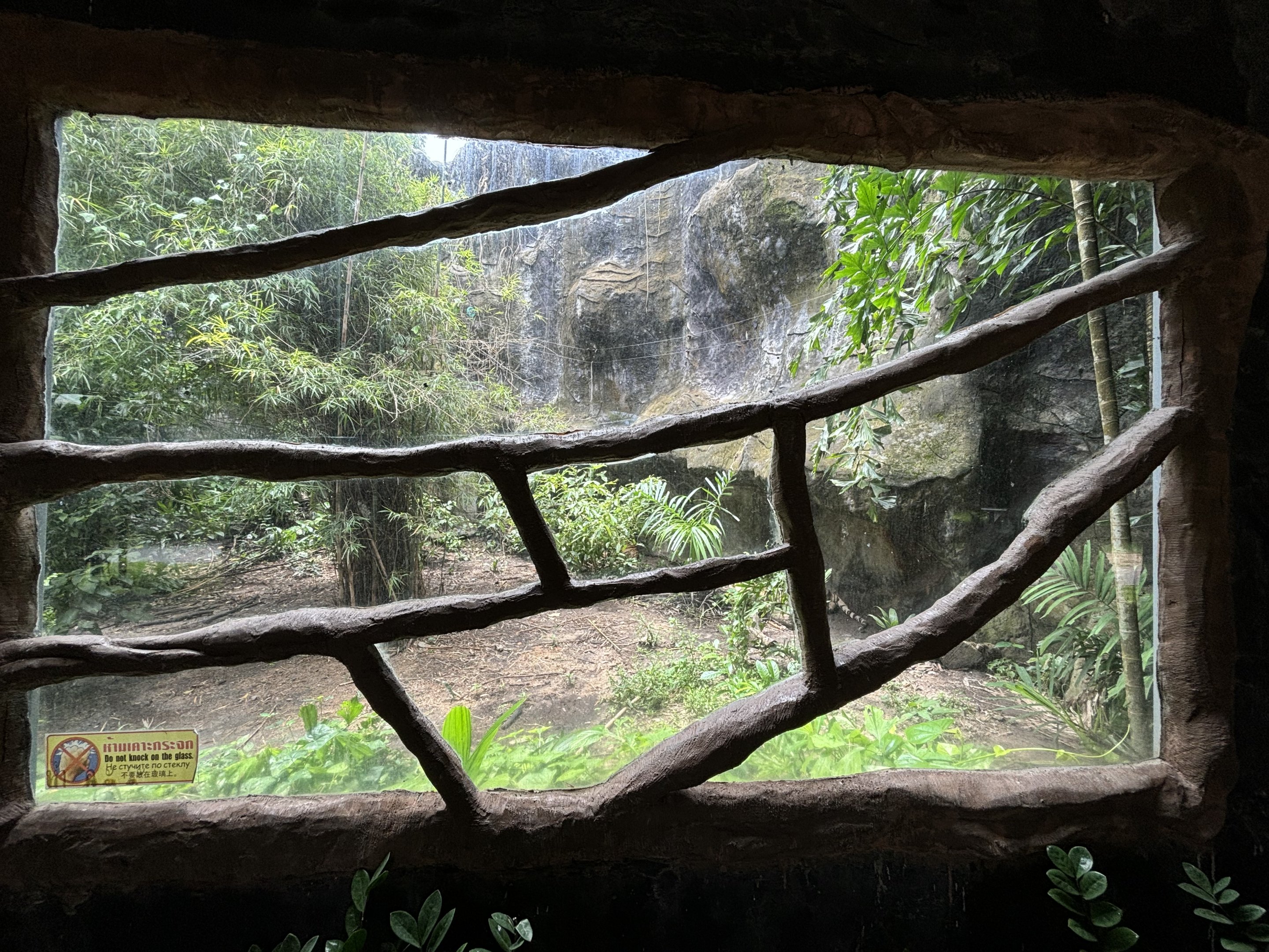 Tiger Exhibit #3 - Amur