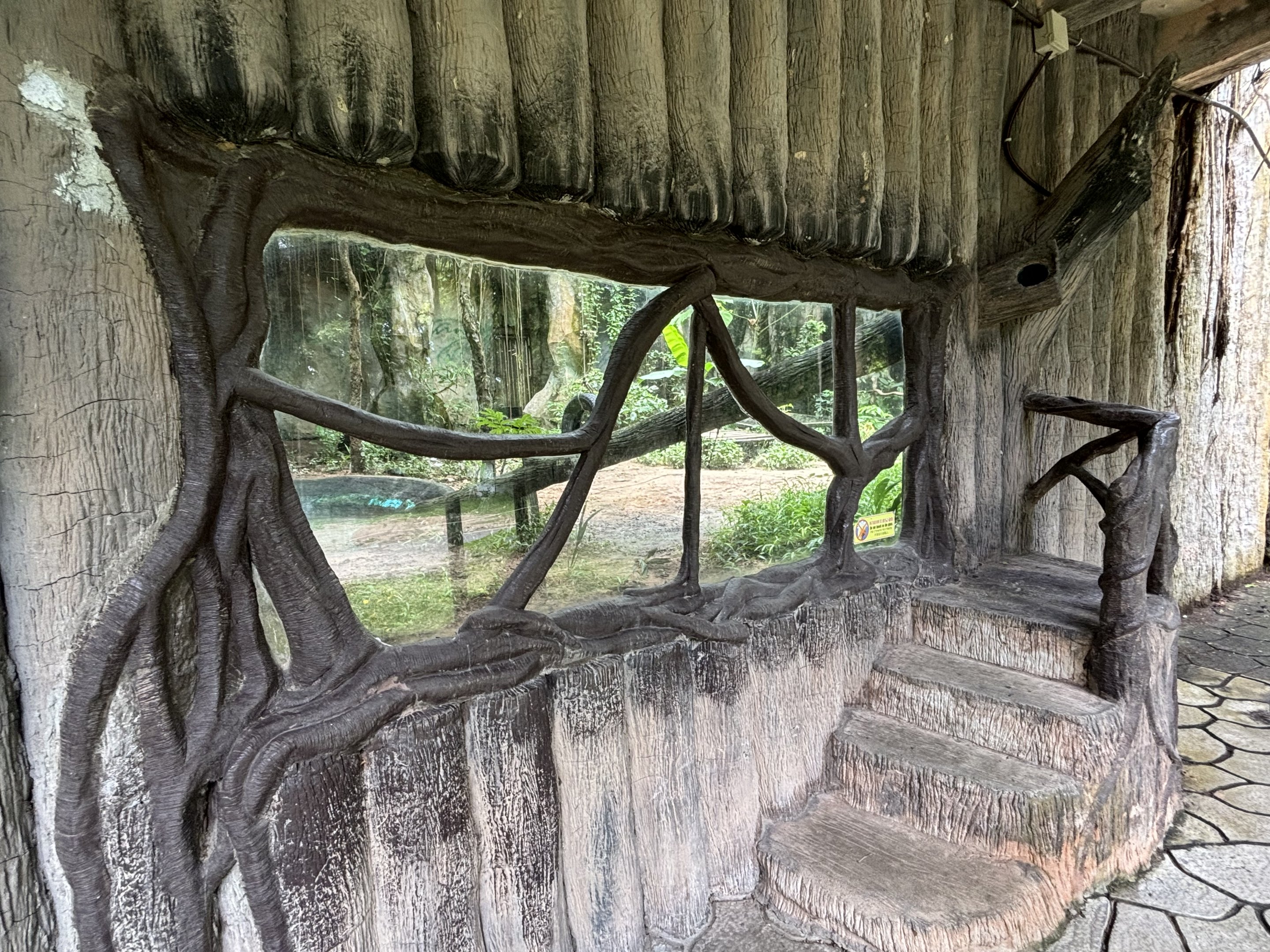 Tiger Exhibit #3 - Amur