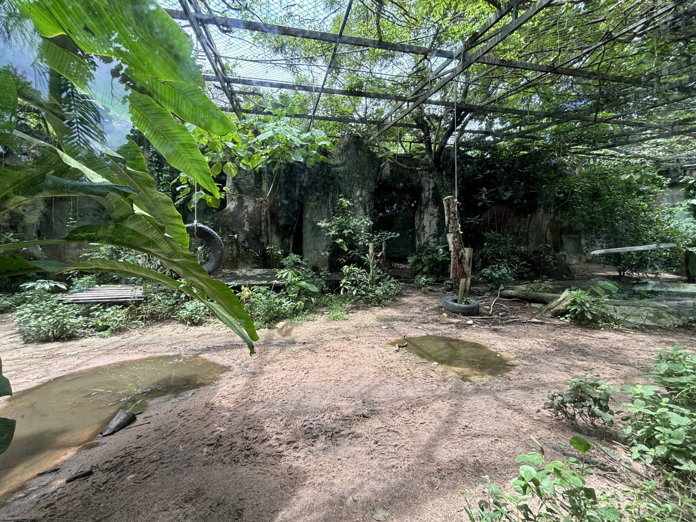 Tiger Exhibit #3 - Amur