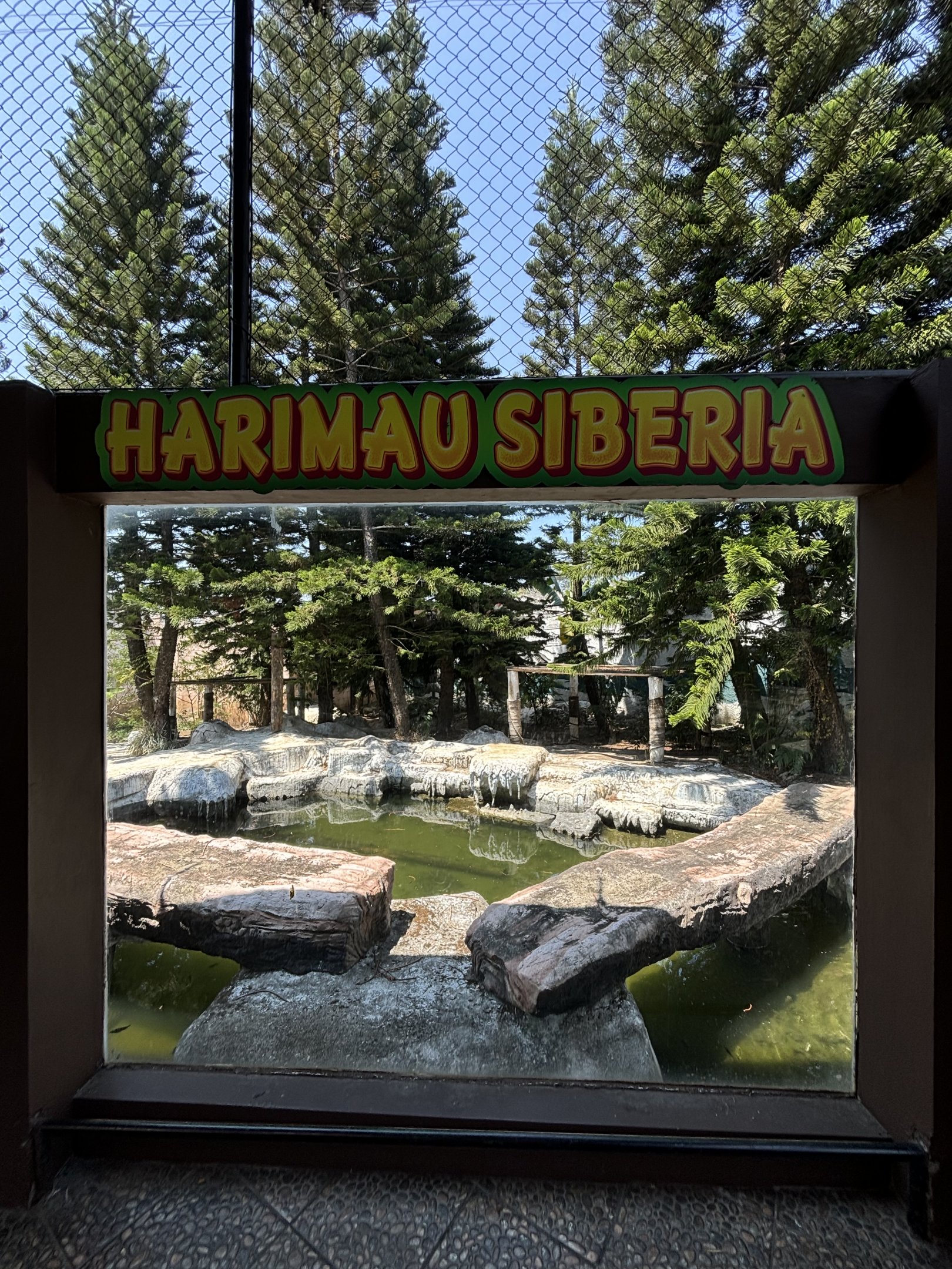 Tiger Exhibit #3 - Amur