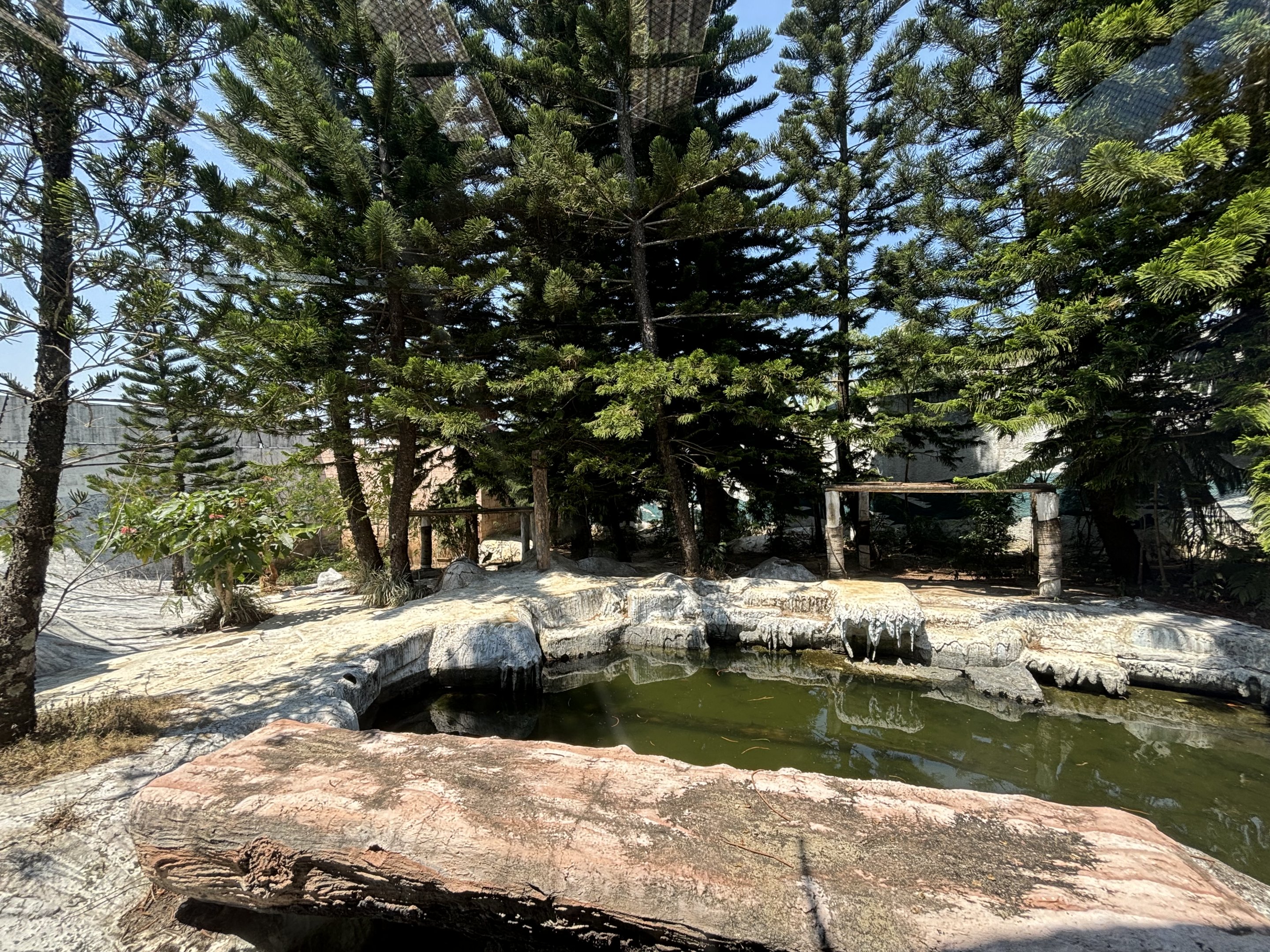 Tiger Exhibit #3 - Amur