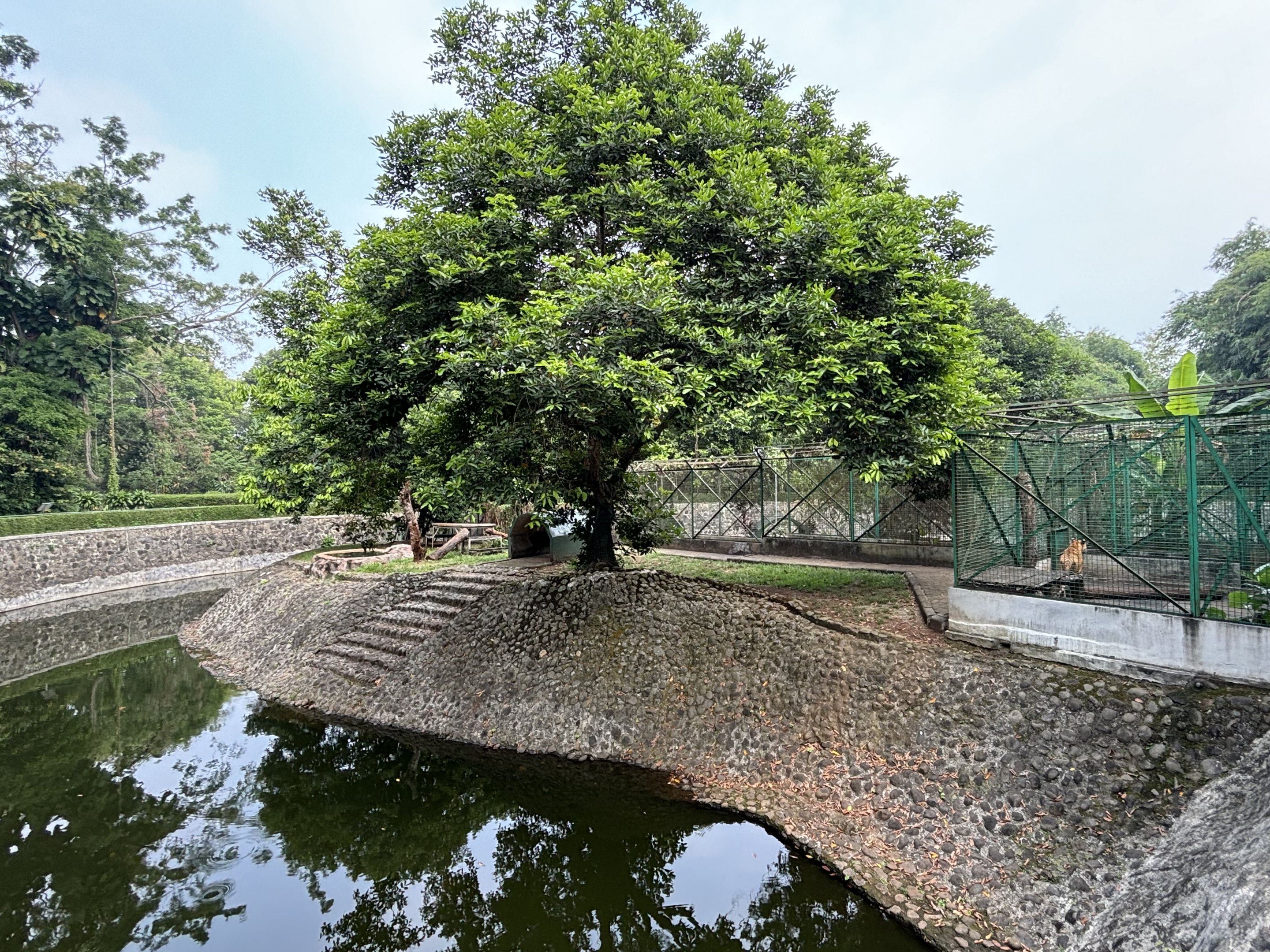 Tiger Exhibit #3 - Bengal