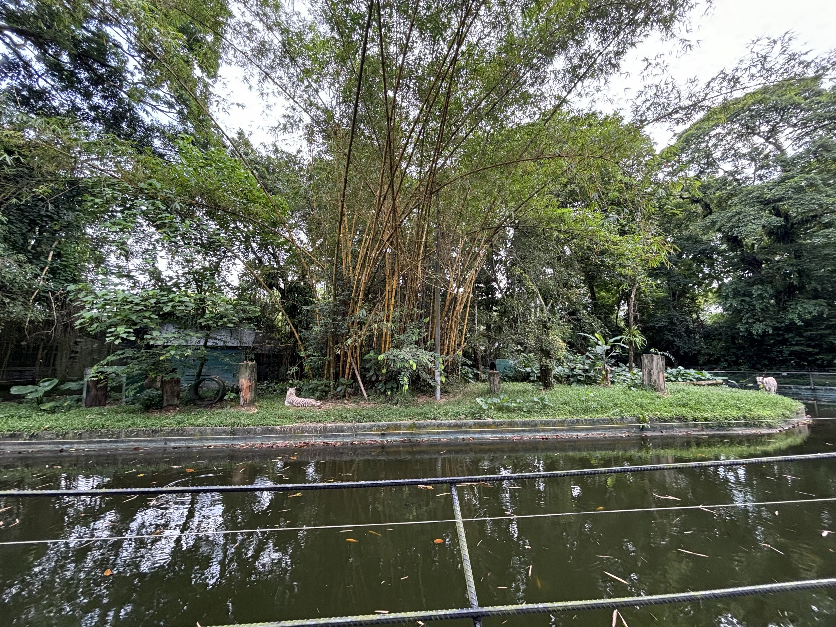 Tiger Exhibit #3 - White Bengal