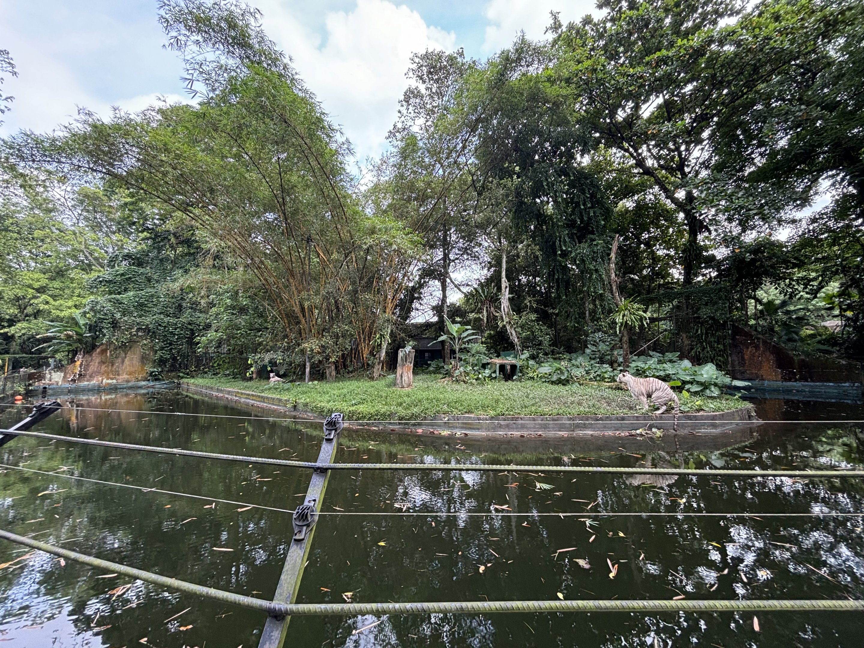 Tiger Exhibit #3 - White Bengal