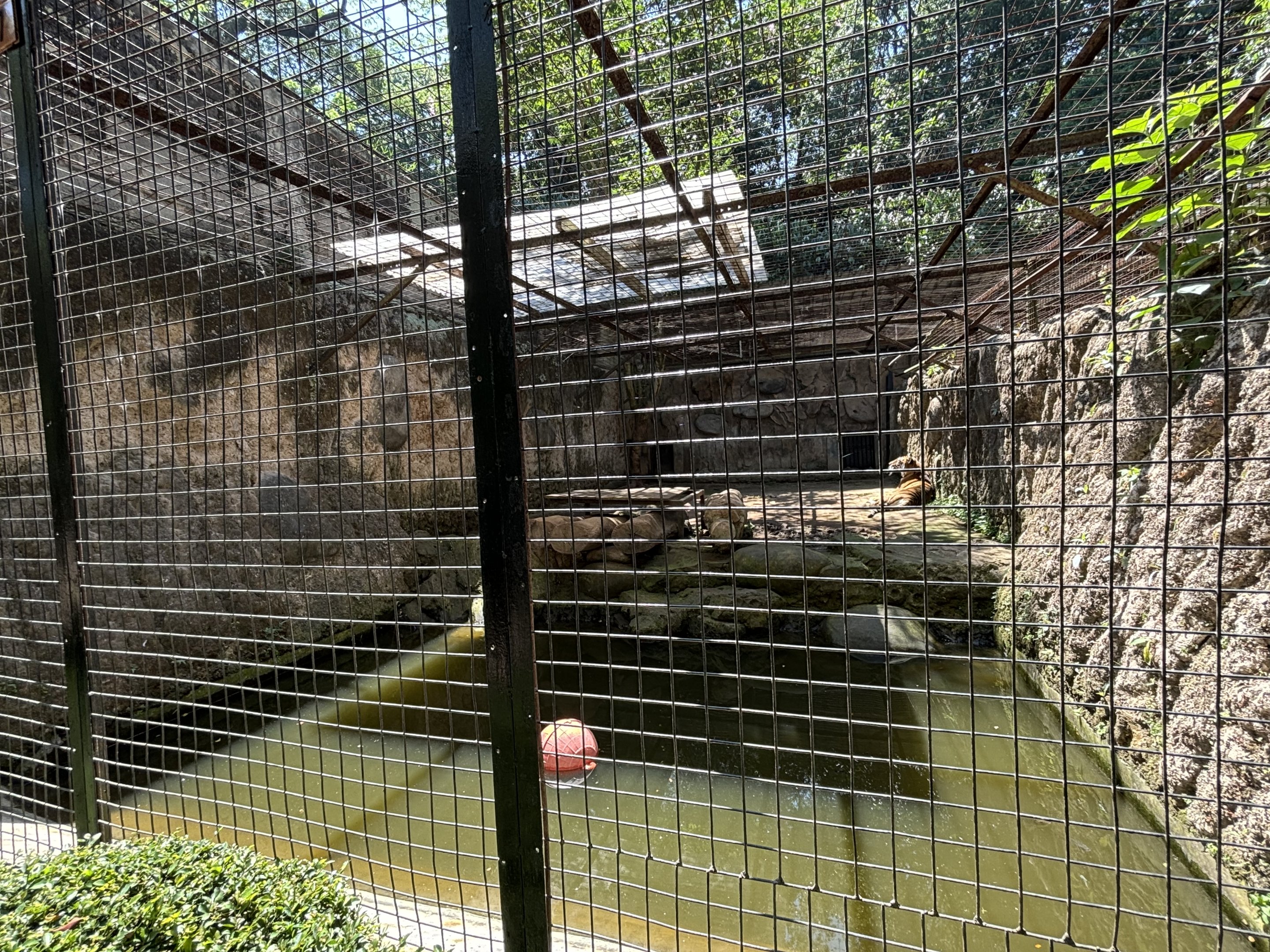 Tiger Exhibit #4 - Bengal