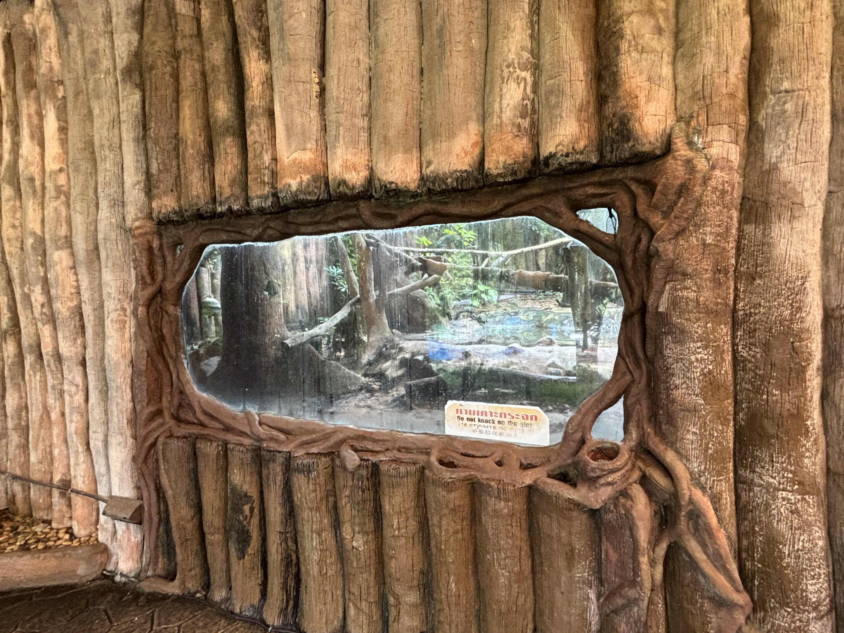 Tiger Exhibit #4 - Indochinese