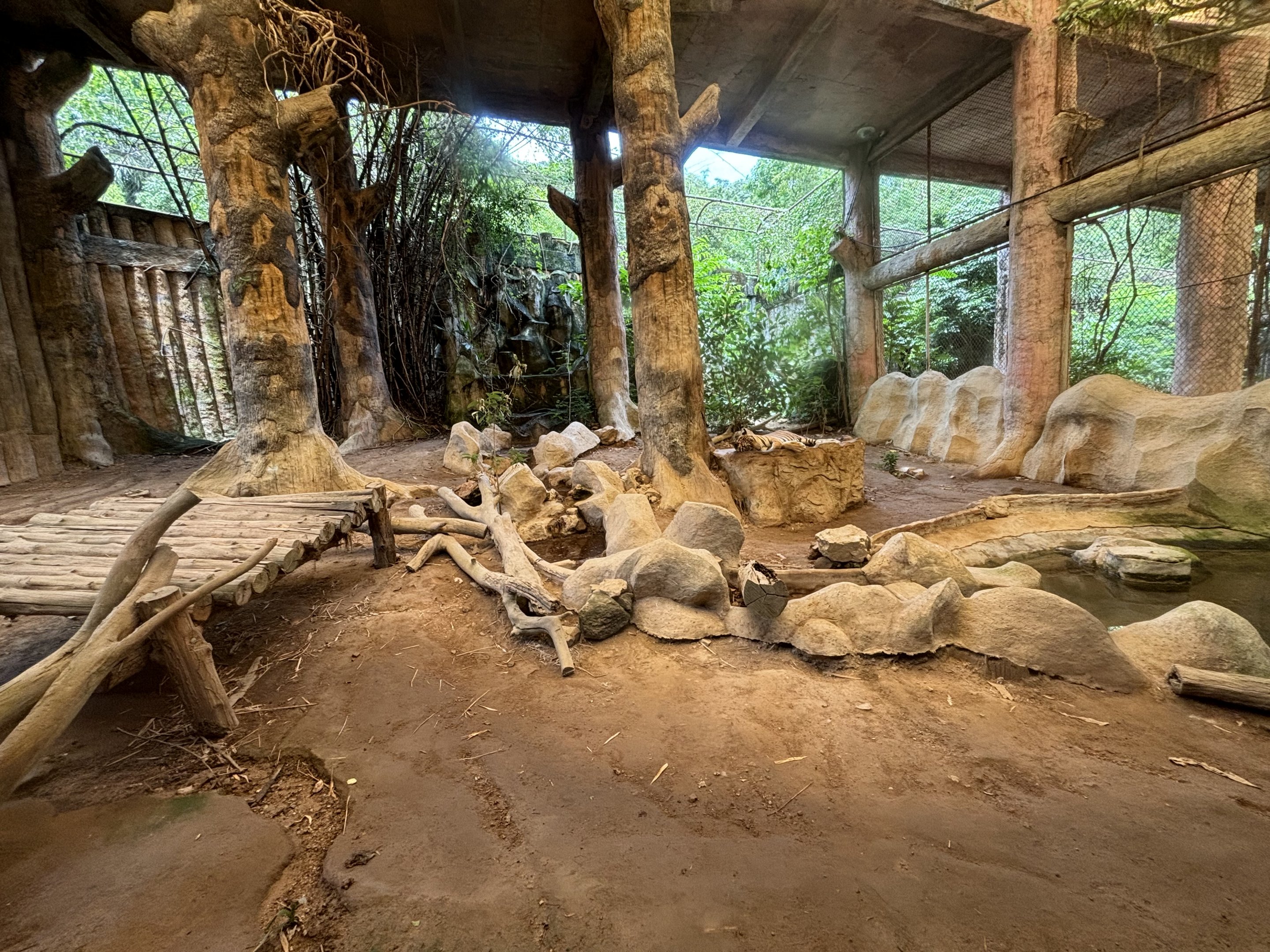 Tiger Exhibit #4 - Indochinese