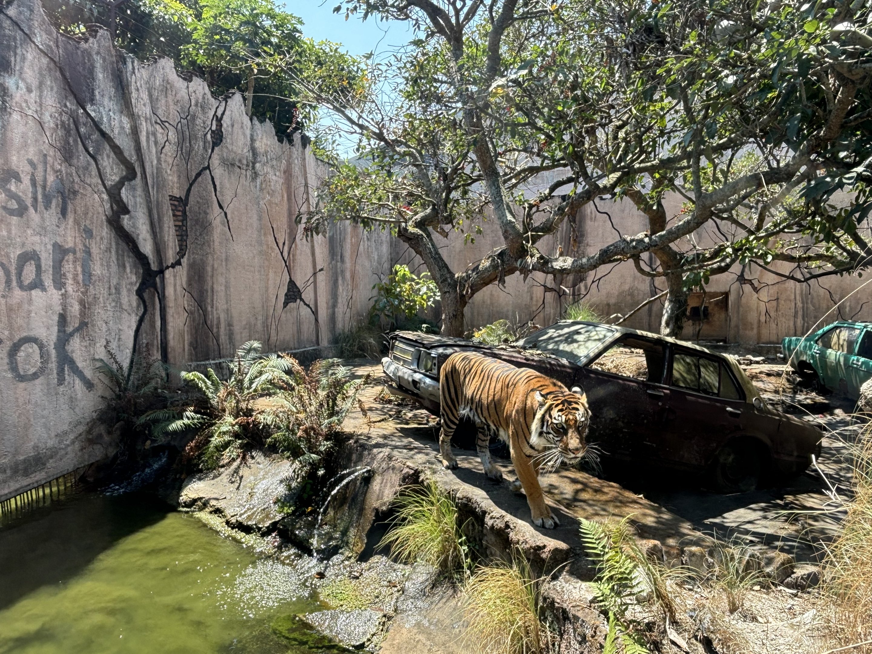 Tiger Exhibit #4