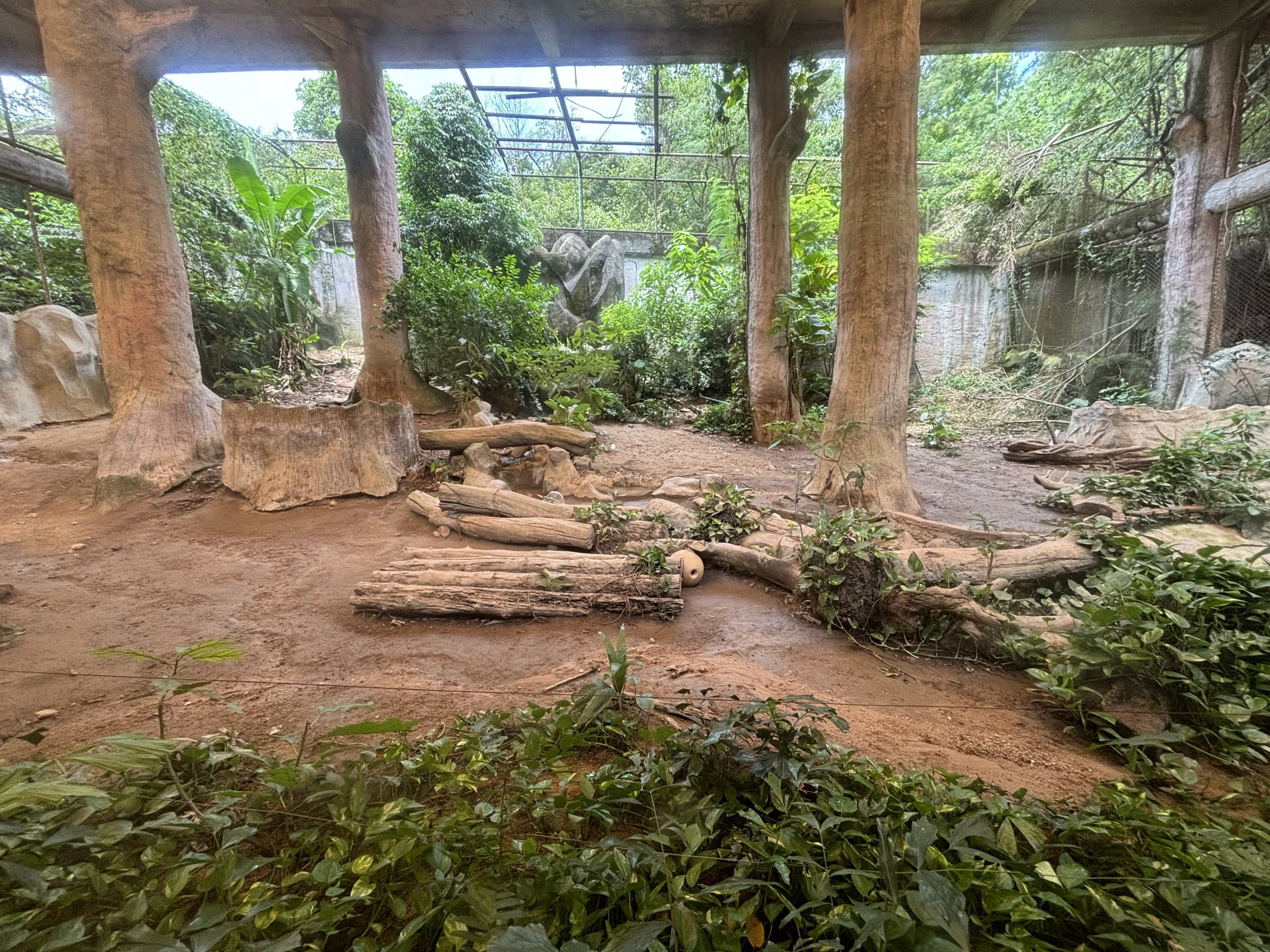 Tiger Exhibit #5 - Indochinese